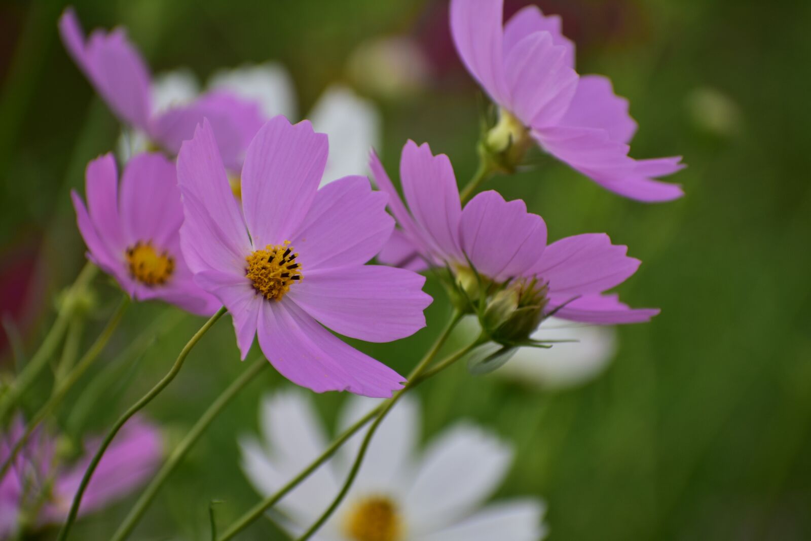 Nikon D7200 sample photo. Natural, landscape, plant photography