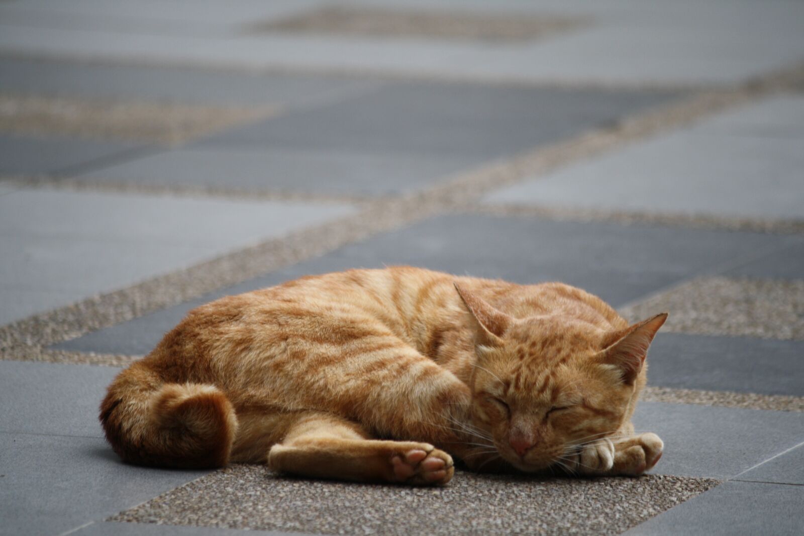 Canon EOS 1000D (EOS Digital Rebel XS / EOS Kiss F) sample photo. Cat, sleeping, ginger photography
