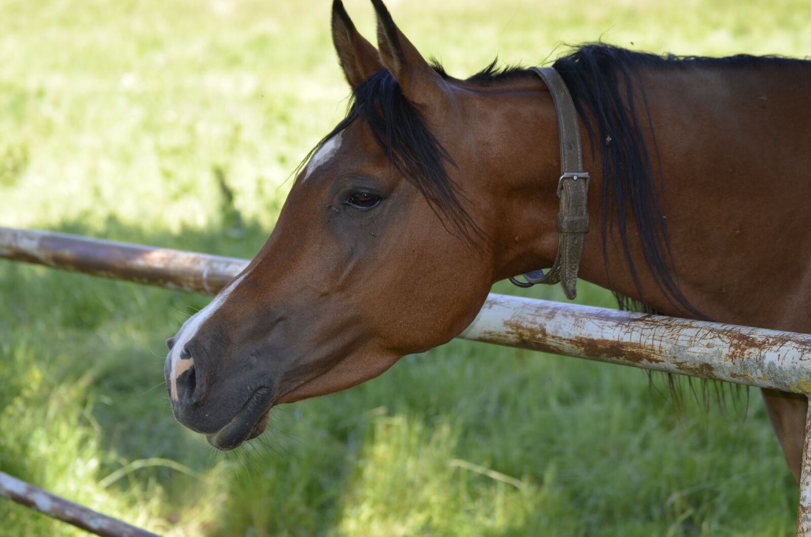 Nikon D5100 sample photo. Mare, brown, whole blood photography
