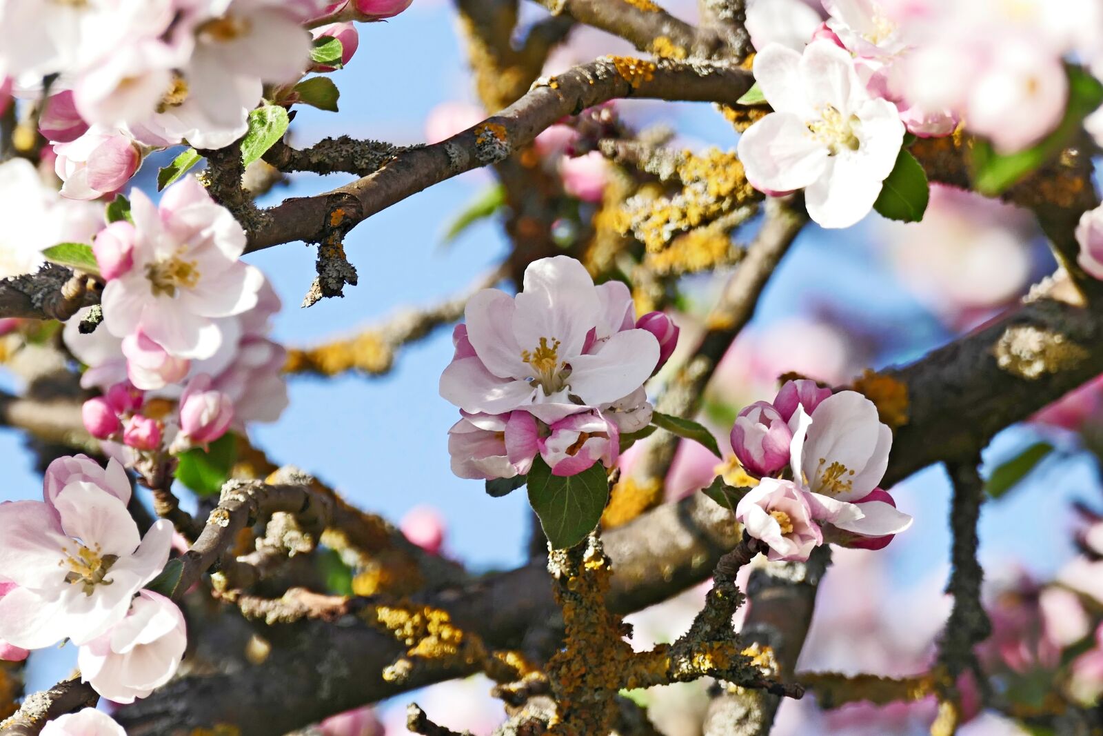 Panasonic Lumix DMC-FZ1000 sample photo. Apple blossom, branches, apple photography
