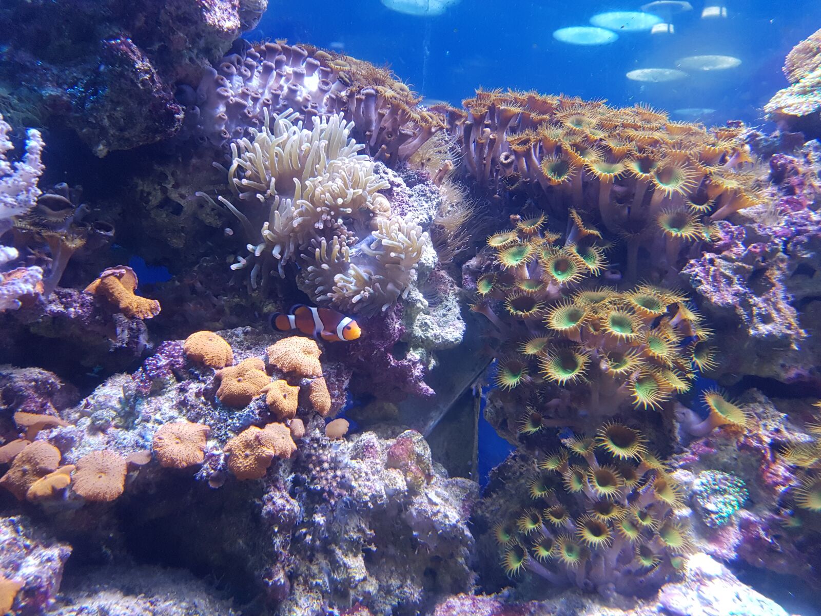 Samsung Galaxy S7 Edge sample photo. Nemo, fish, coral photography