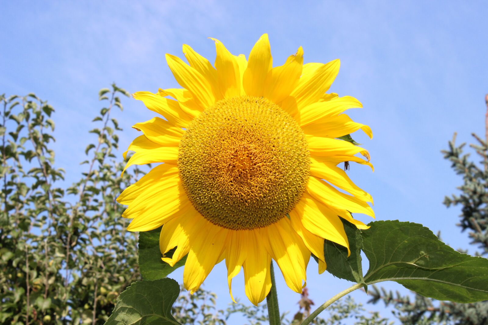 Canon EOS 600D (Rebel EOS T3i / EOS Kiss X5) sample photo. Sunflower, summer, huge photography