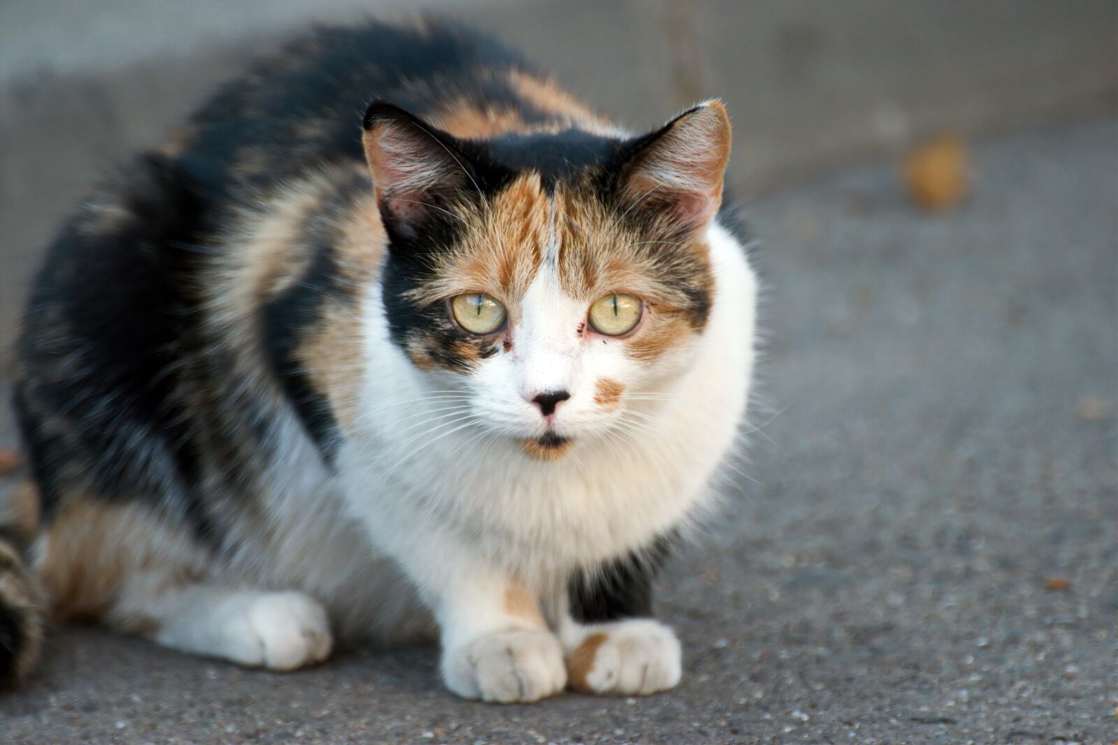 Nikon D5300 sample photo. Cat, pet, domestic photography