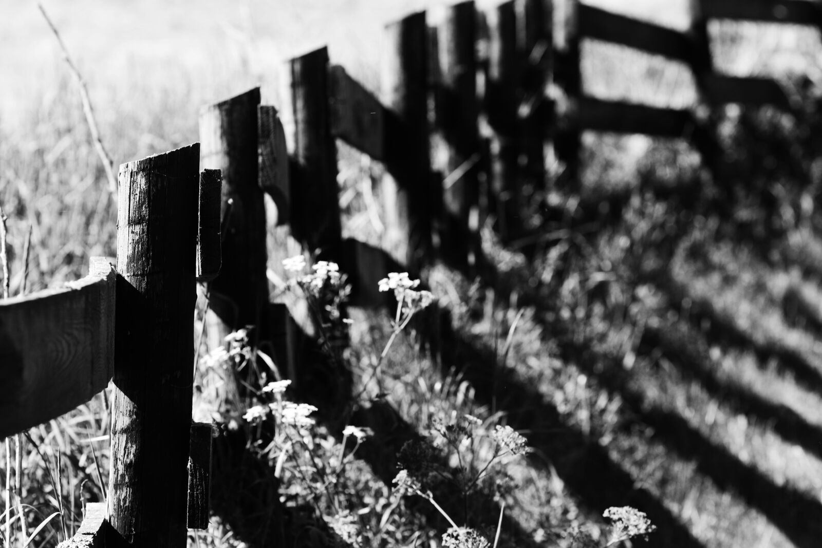 Canon EOS 7D Mark II + Canon EF 135mm F2L USM sample photo. Fence, field, nature photography