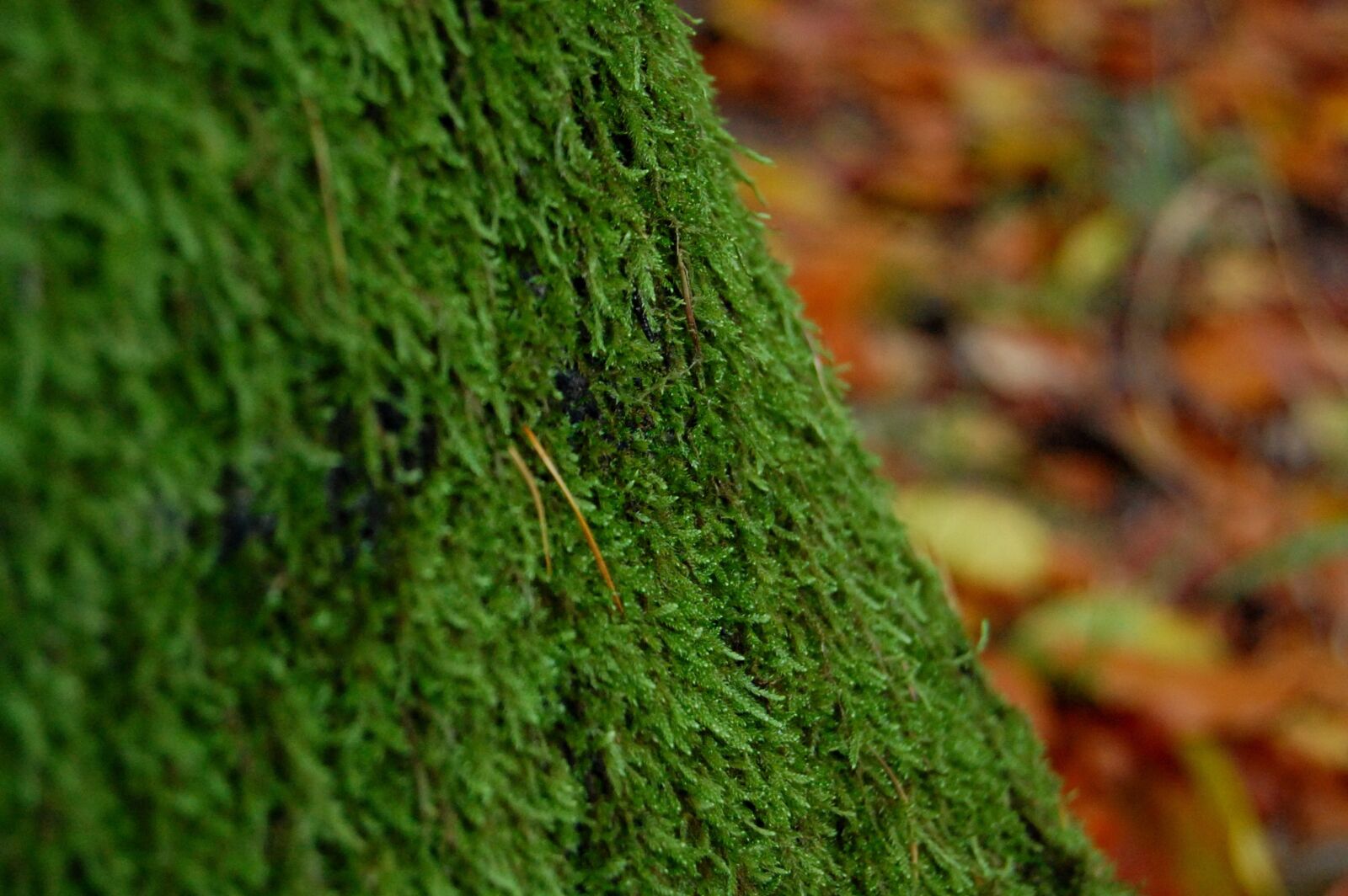 Nikon D40 sample photo. Nature, background, leaf photography