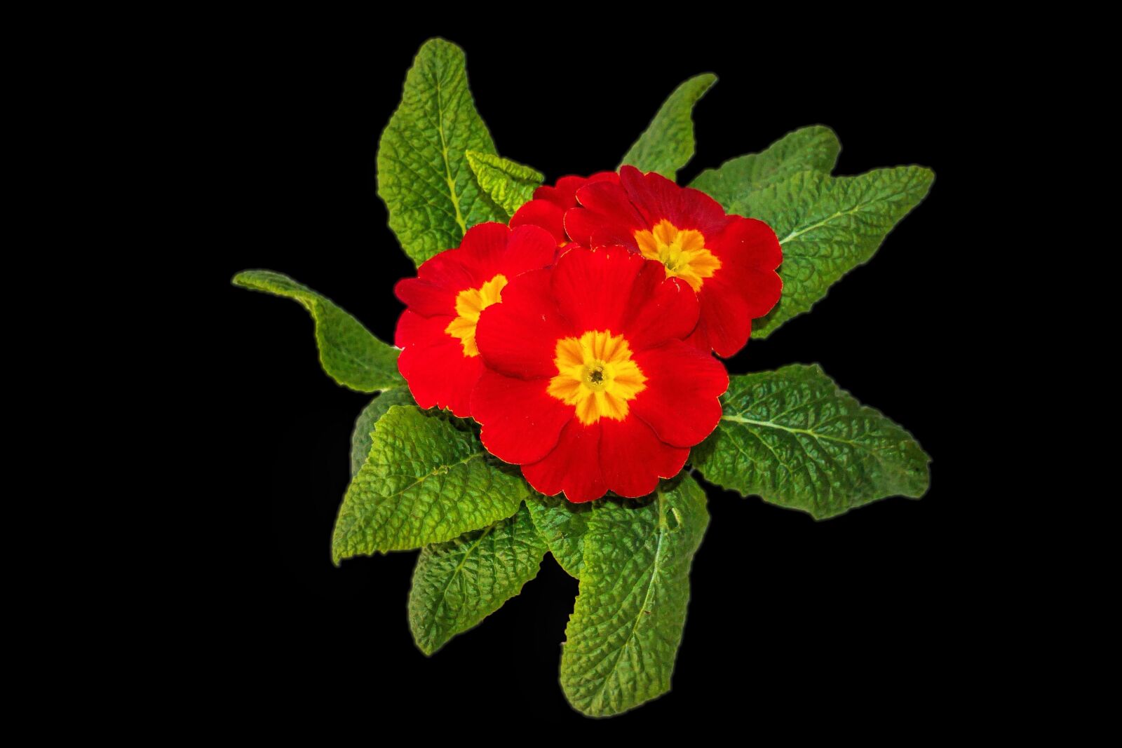 Panasonic Lumix DMC-G6 sample photo. Plant, primrose, flowers photography