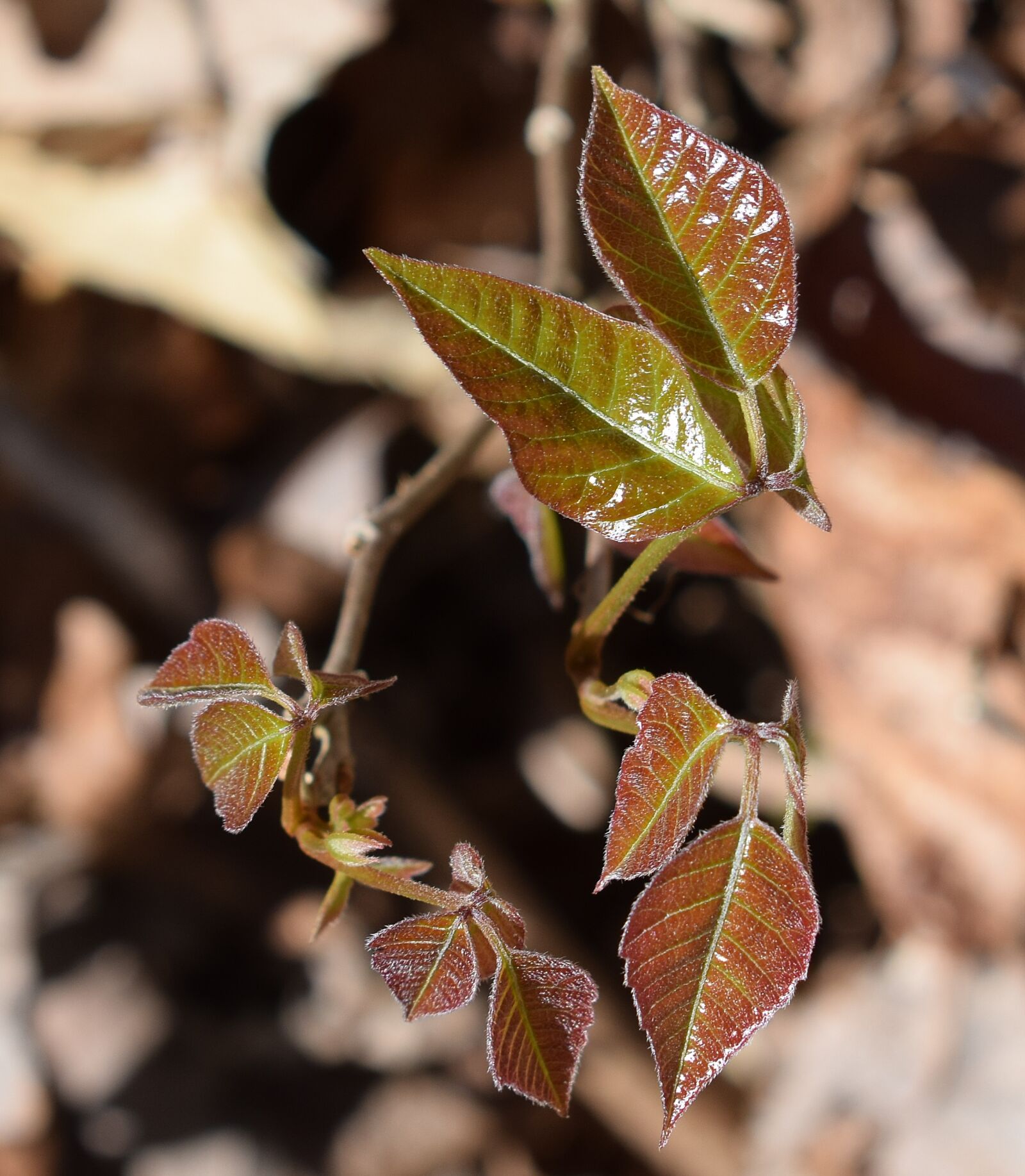 Nikon D3300 sample photo. Poison ivy, plant, new photography
