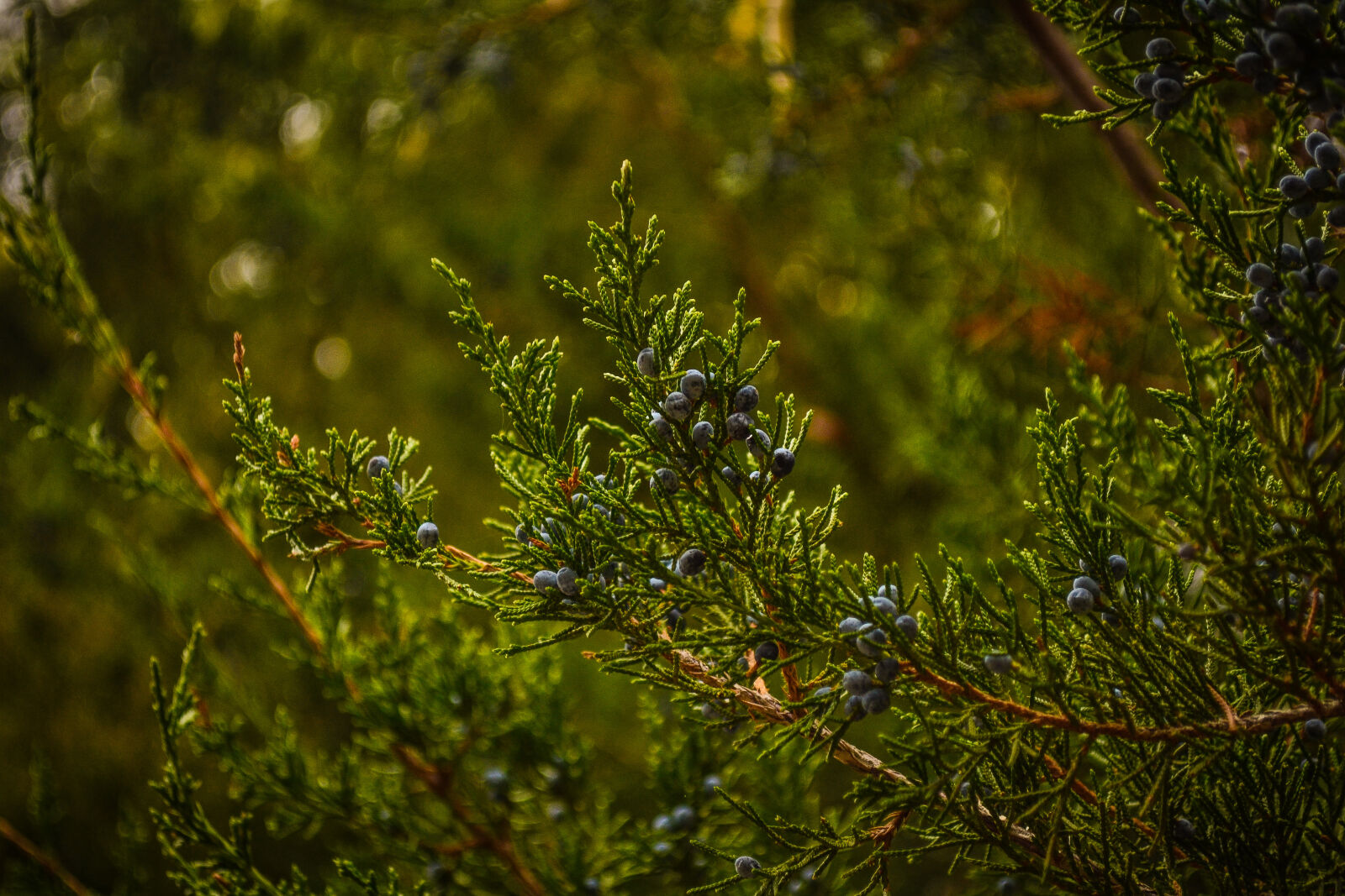 Nikon D3100 sample photo. Blur, close, up, conifers photography