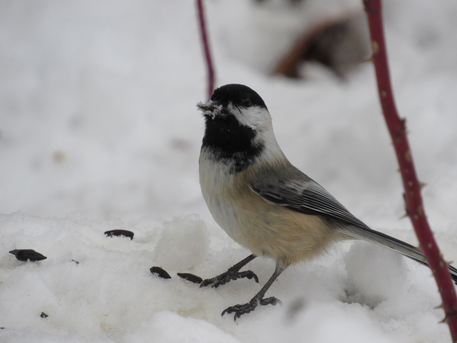 Canon PowerShot SX530 HS sample photo. Cute, bird, wildlife photography