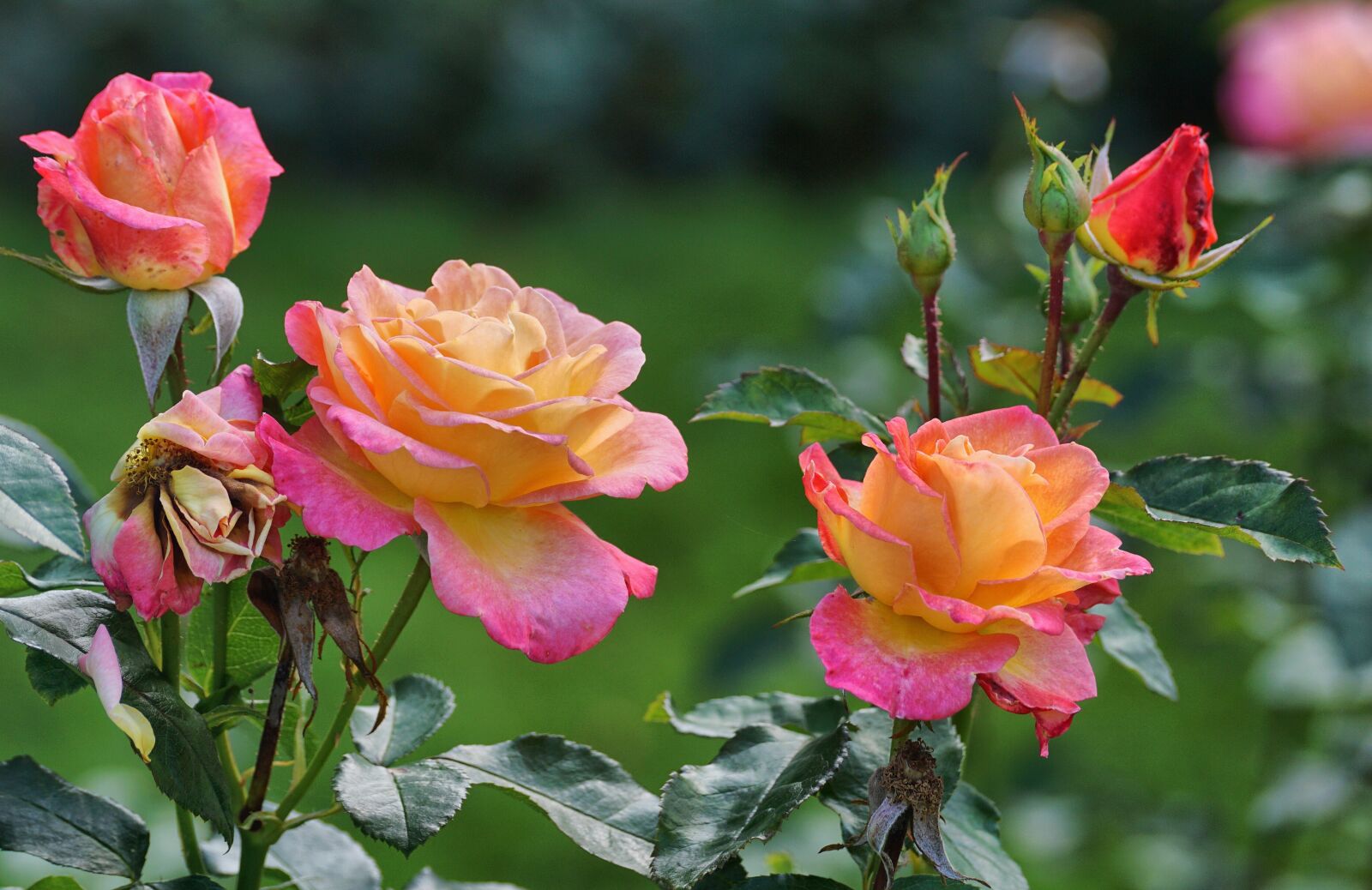 Sony DT 55-300mm F4.5-5.6 SAM sample photo. Roses, pink, yellow photography