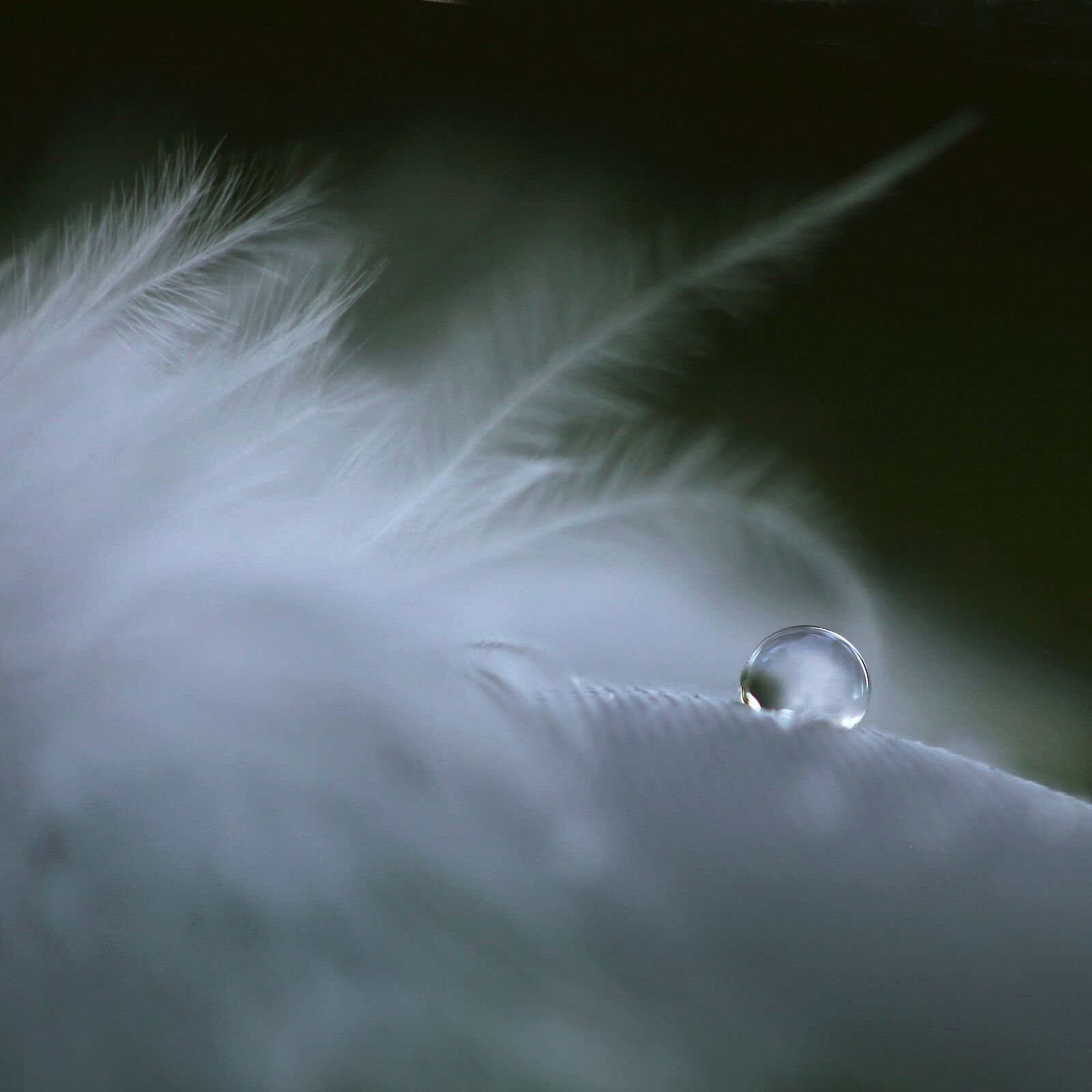Canon EOS 5D Mark II sample photo. Feather, drop, soft photography
