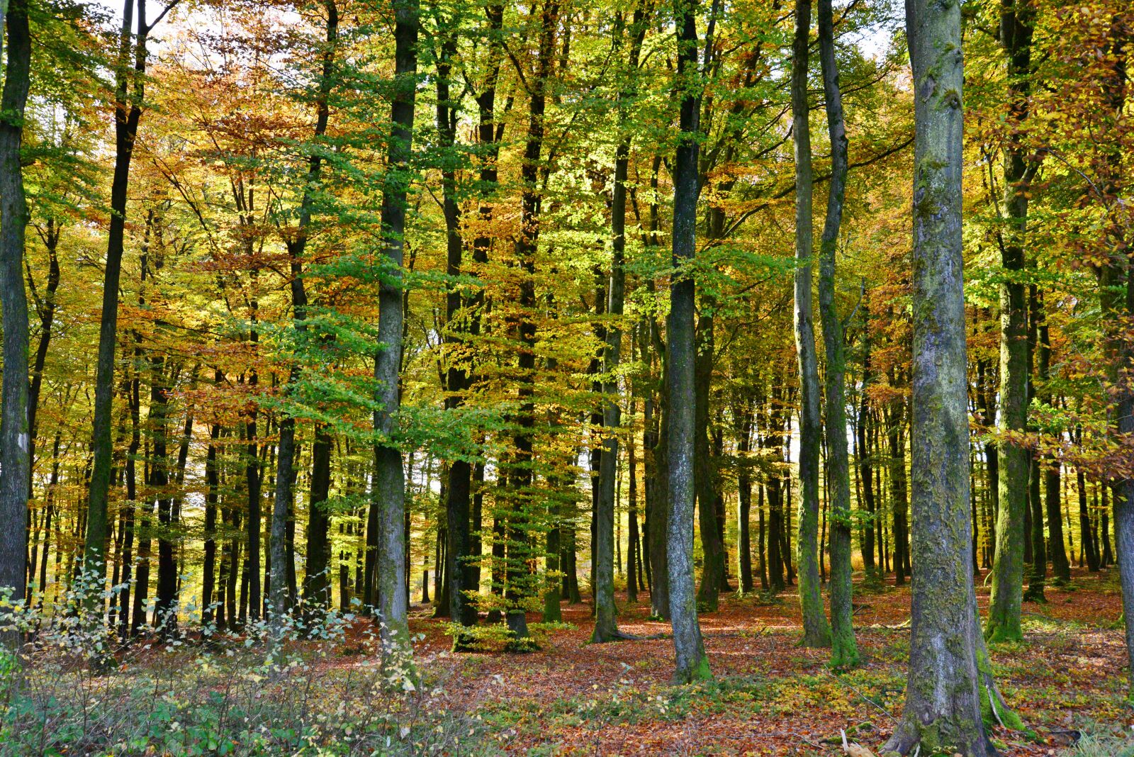 Nikon D600 sample photo. Forest, autumn, trees photography