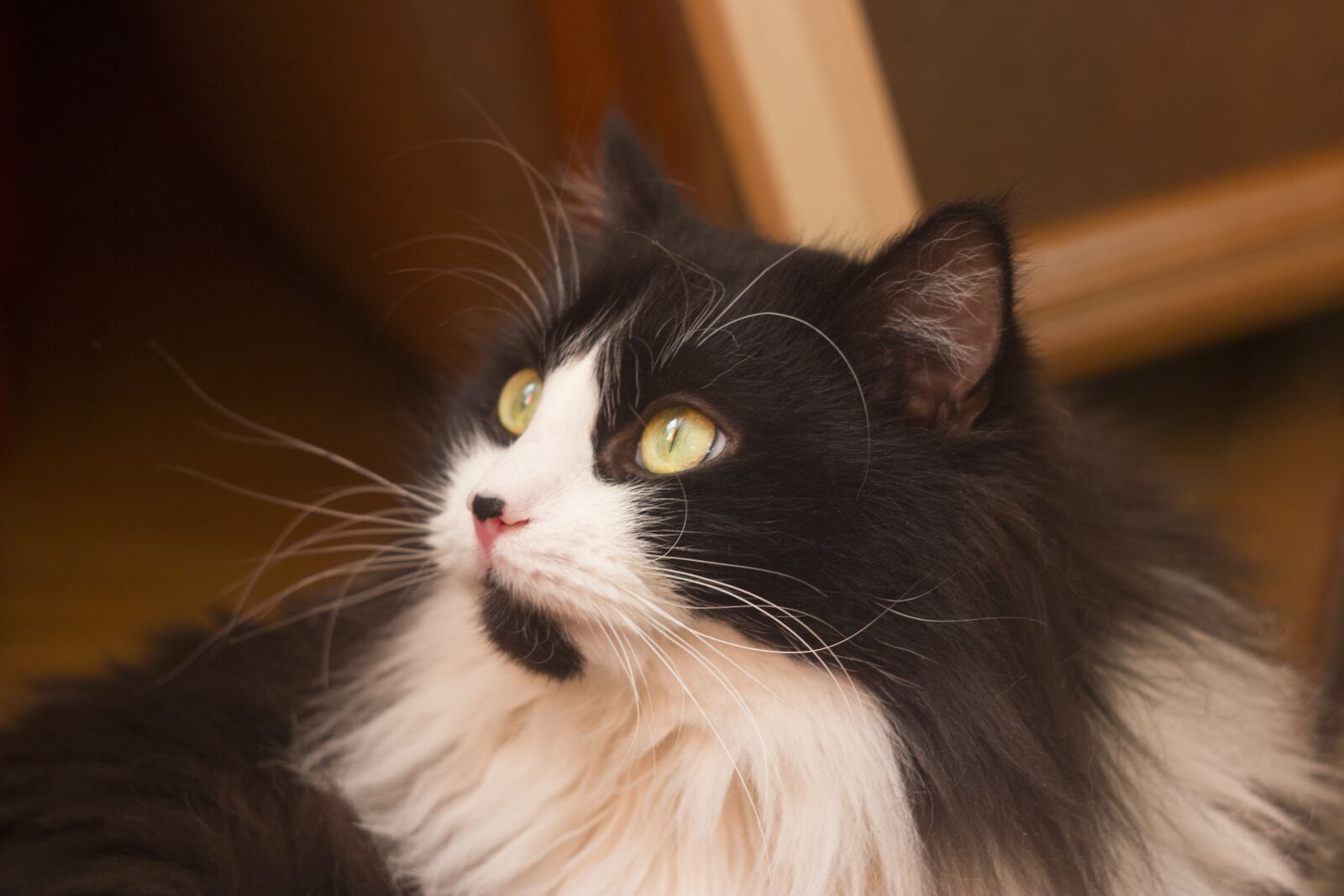 Canon EOS 550D (EOS Rebel T2i / EOS Kiss X4) sample photo. Cat, black, snout photography