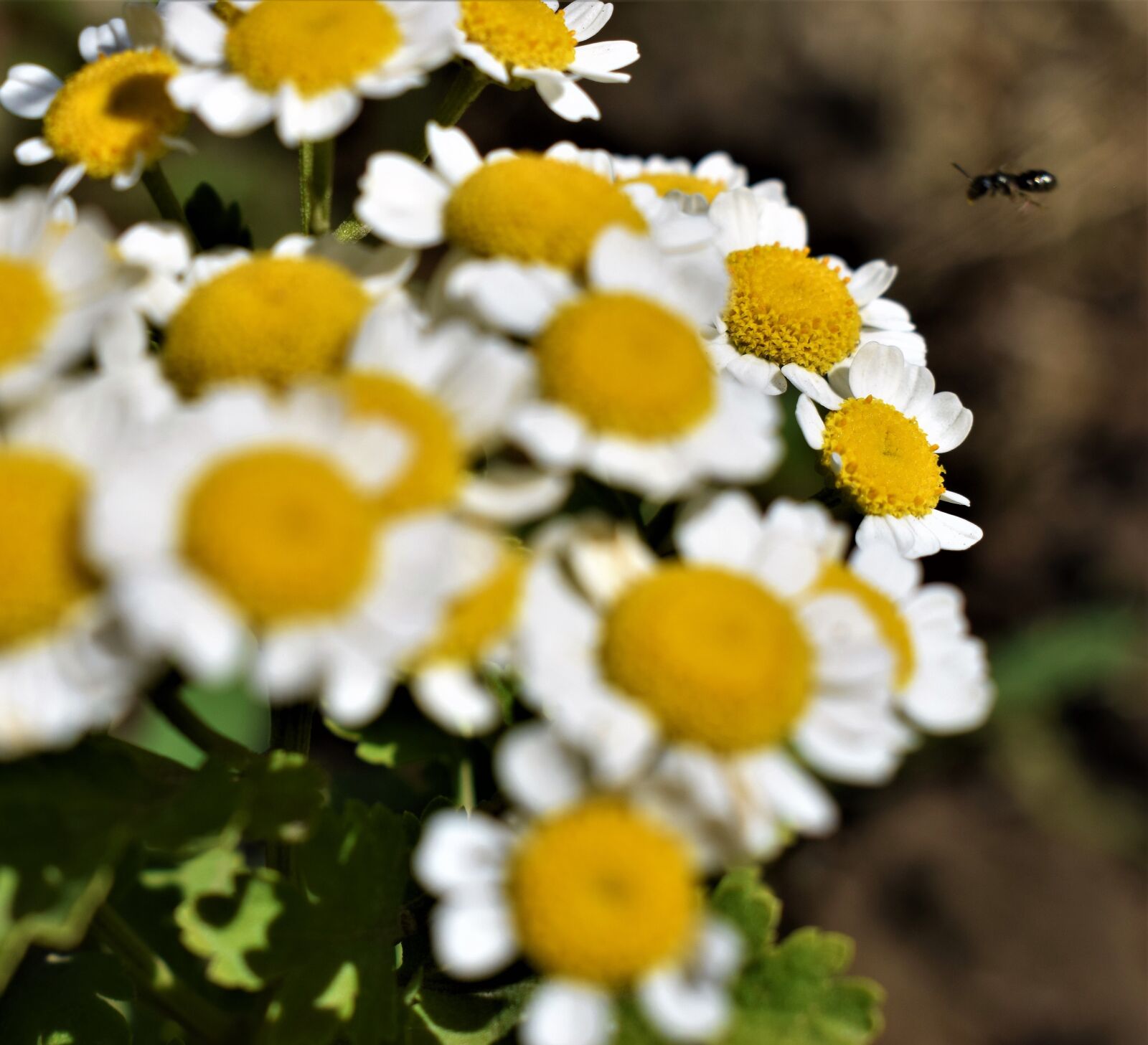 Nikon D3300 sample photo. Flower, botany, flora photography