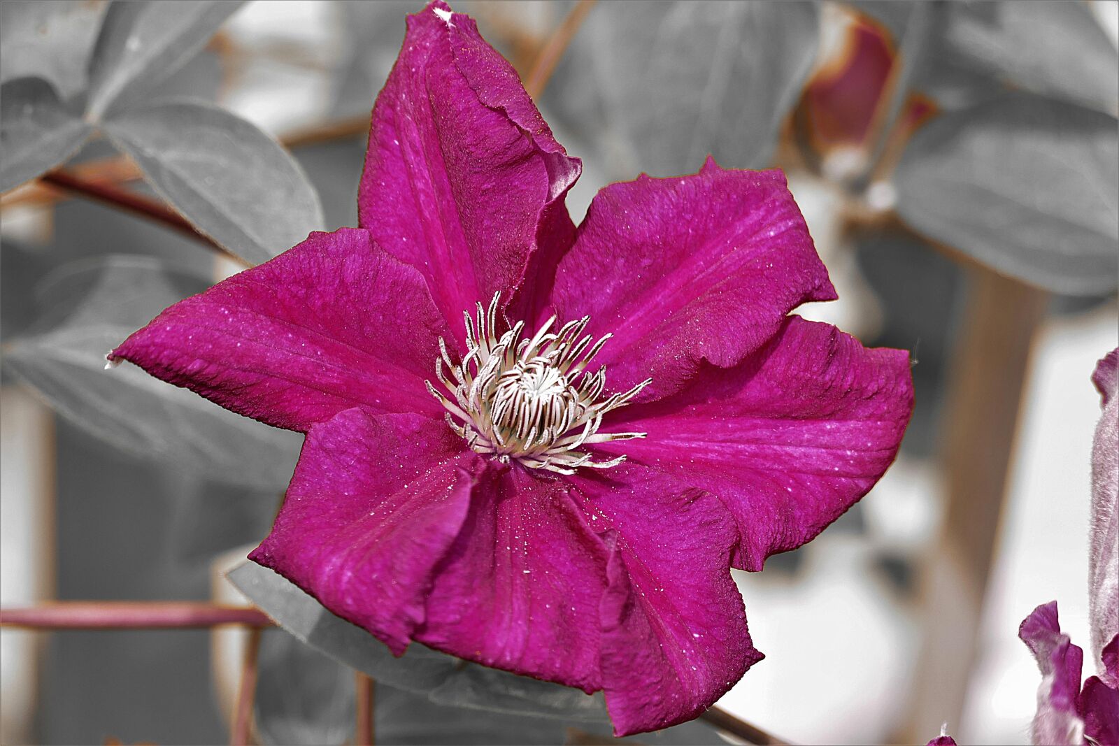 Panasonic Lumix DMC-FZ1000 sample photo. Clematis, bloom, flower photography