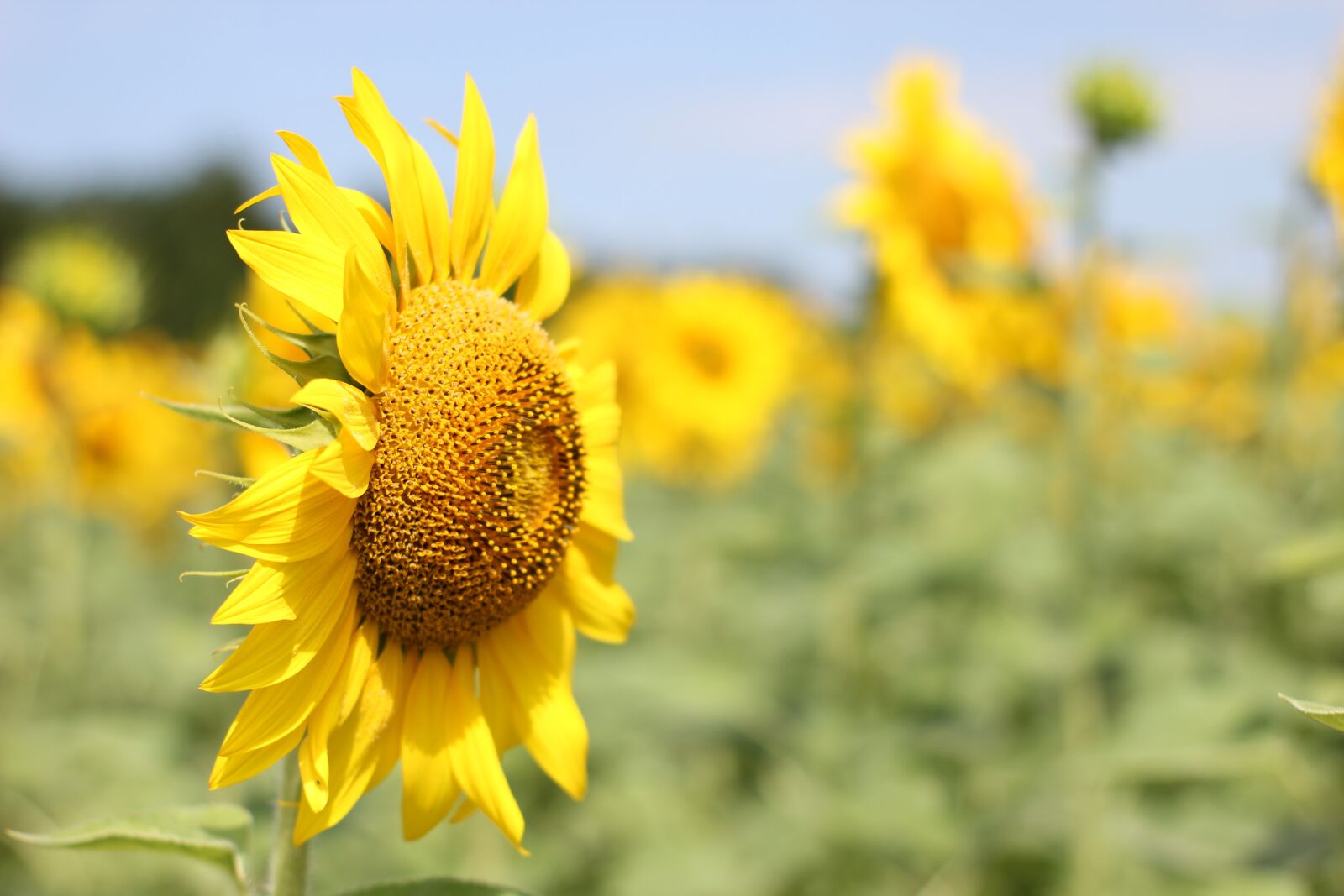 Canon EOS 550D (EOS Rebel T2i / EOS Kiss X4) sample photo. Sunflower, flower, bloom photography