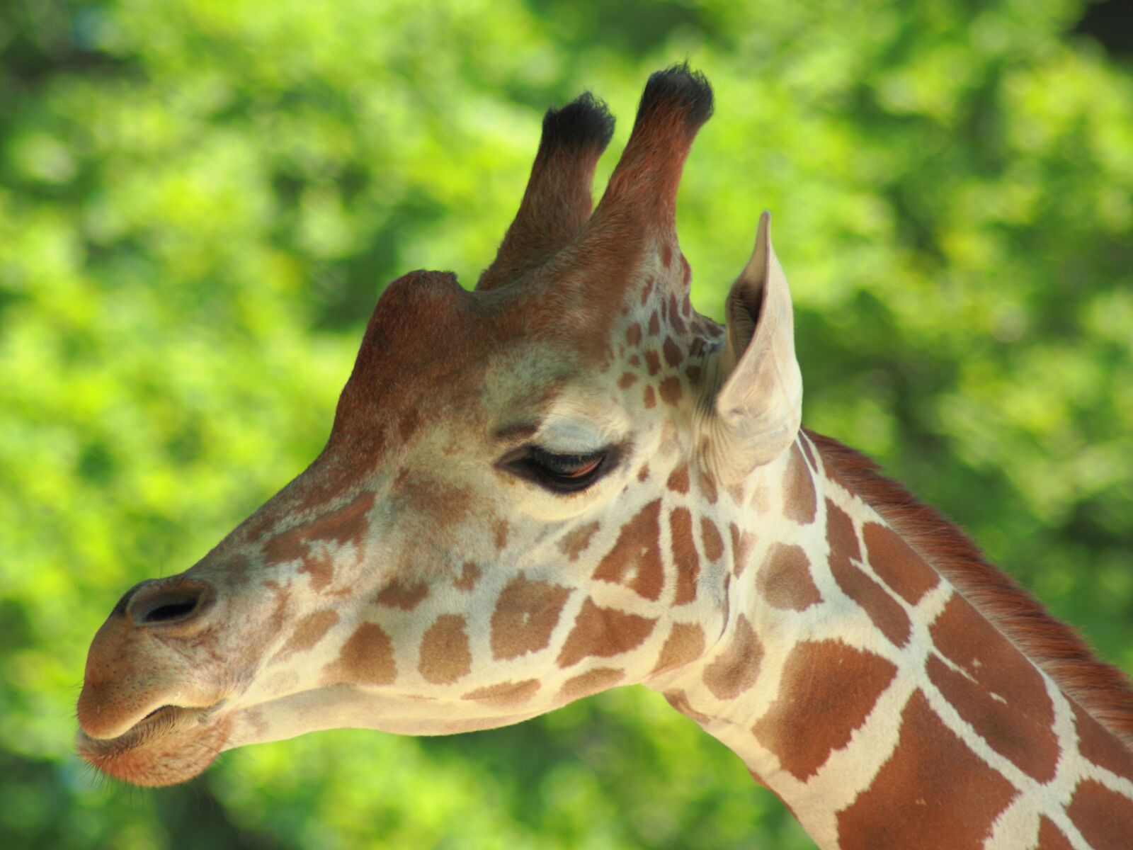 Canon EOS 600D (Rebel EOS T3i / EOS Kiss X5) sample photo. Giraffe, zoo, animal photography