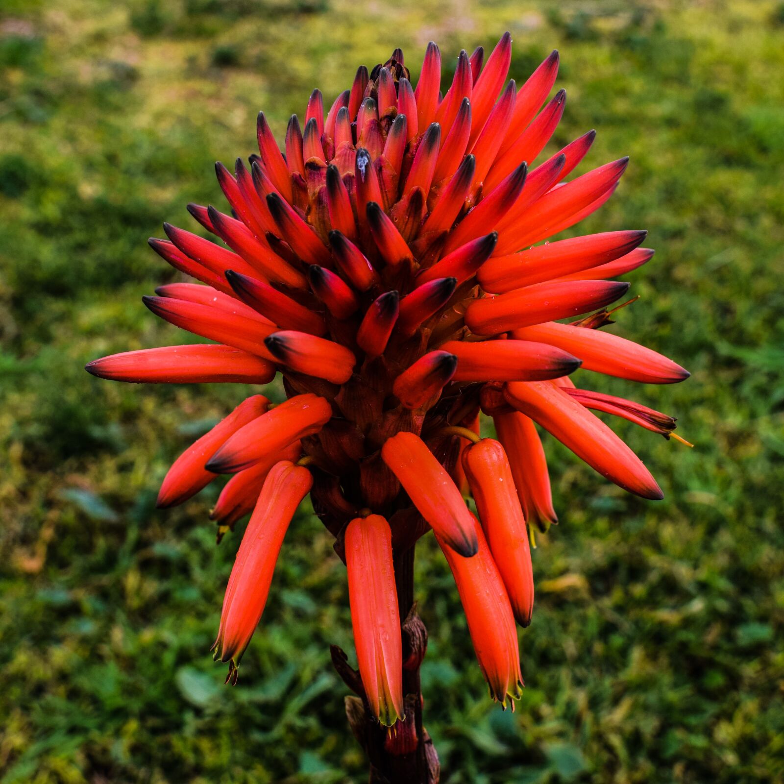 Nikon D3300 sample photo. Flower, orange, orange flower photography