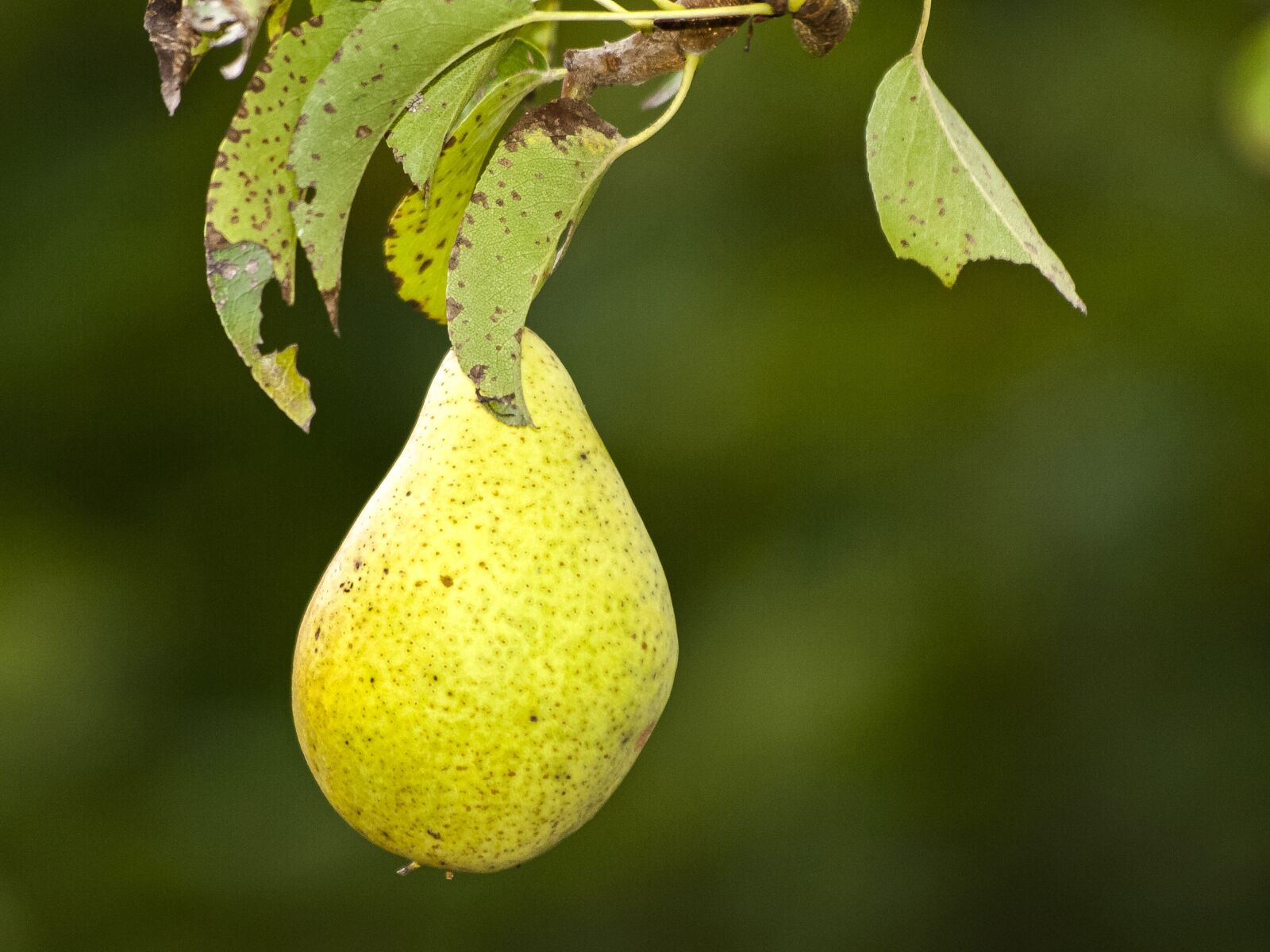 Olympus E-3 sample photo. Pear, fruit, tree photography