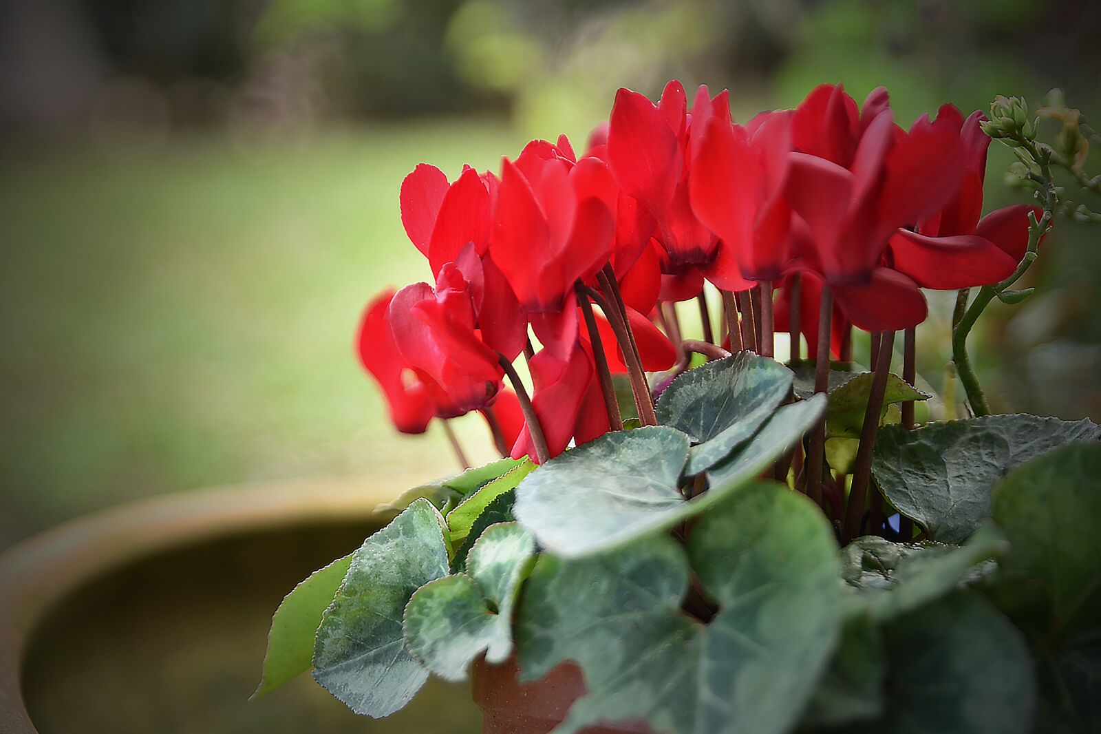 Nikon D750 sample photo. Flower, nature, poppy photography