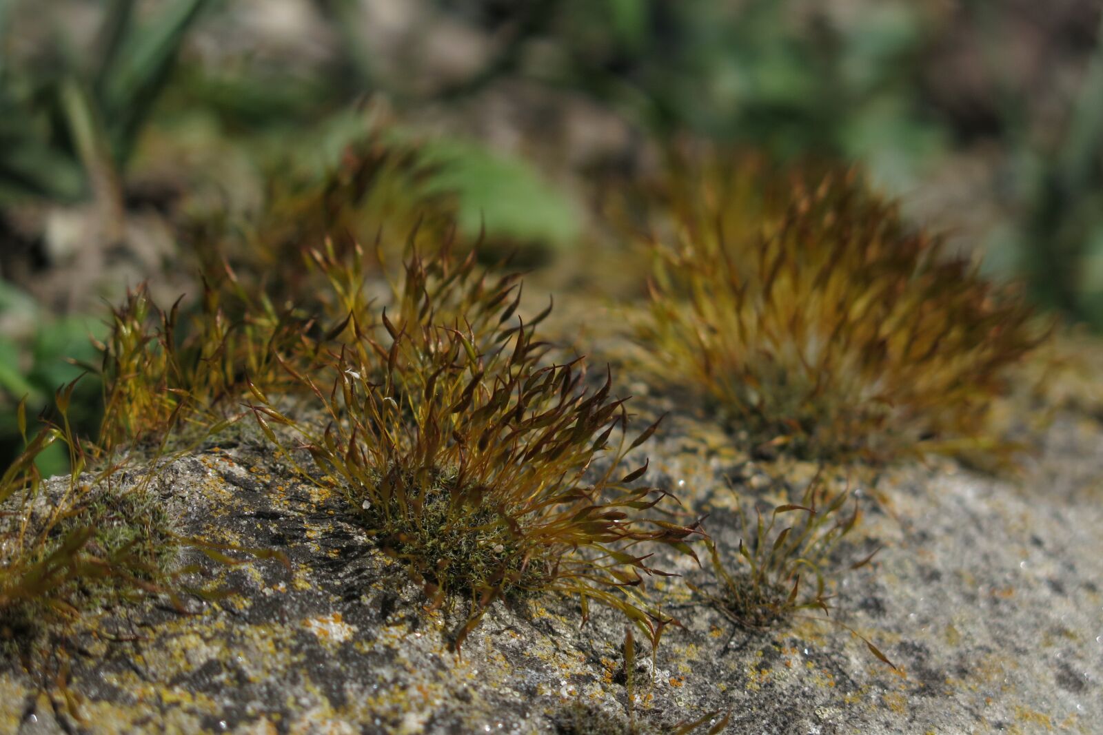 Canon PowerShot G15 sample photo. Moss, stone, nature photography