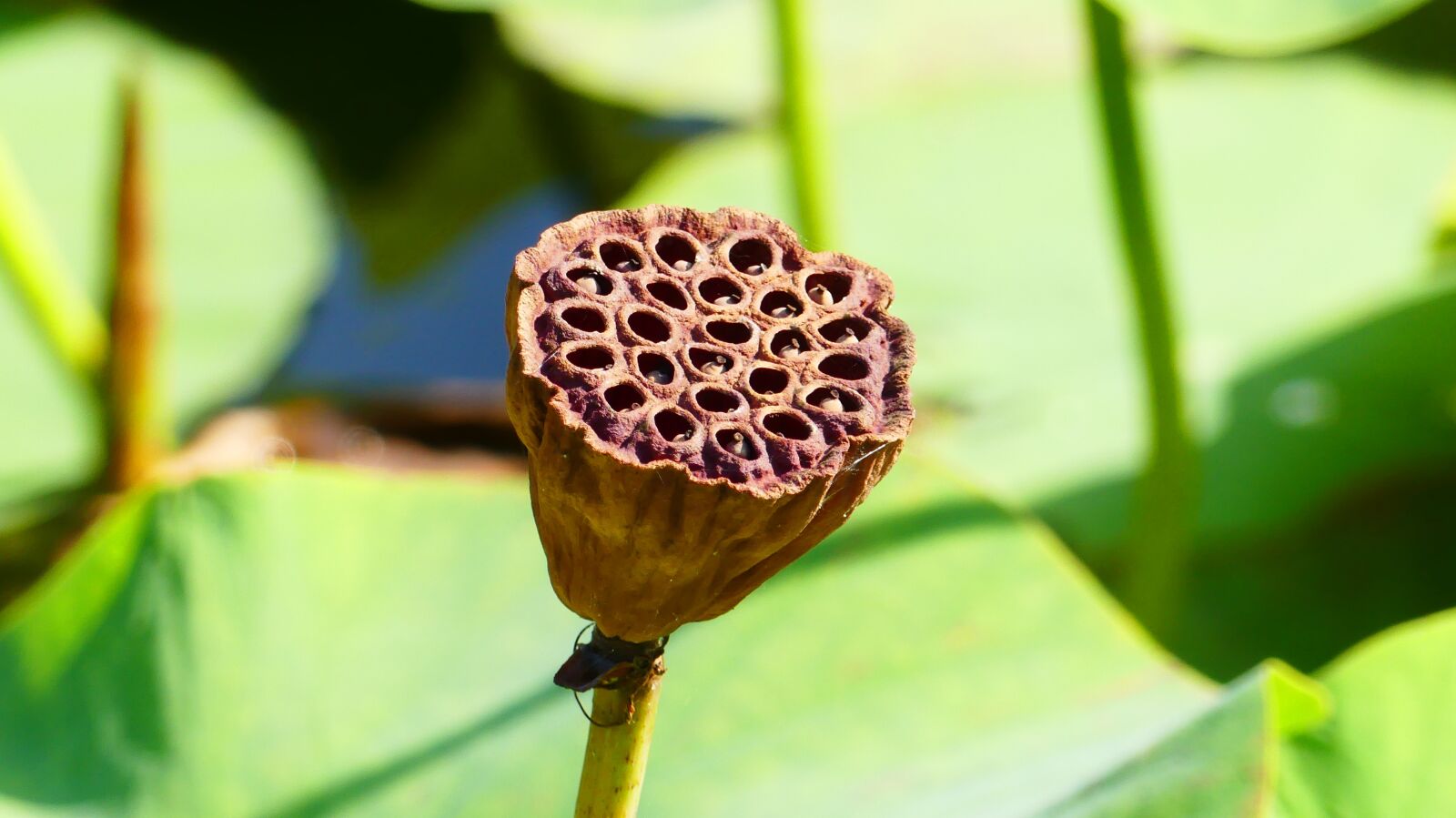 Panasonic Lumix DMC-FZ300 sample photo. Lotus, plant, aquatic plant photography