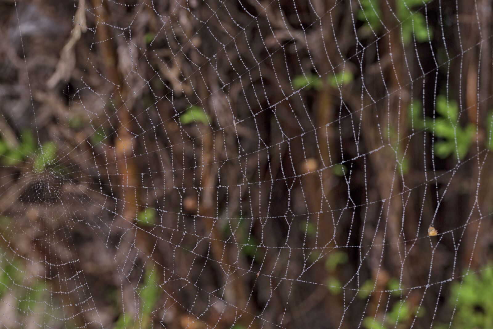 Canon EOS 6D sample photo. Macro, cobweb, nature photography
