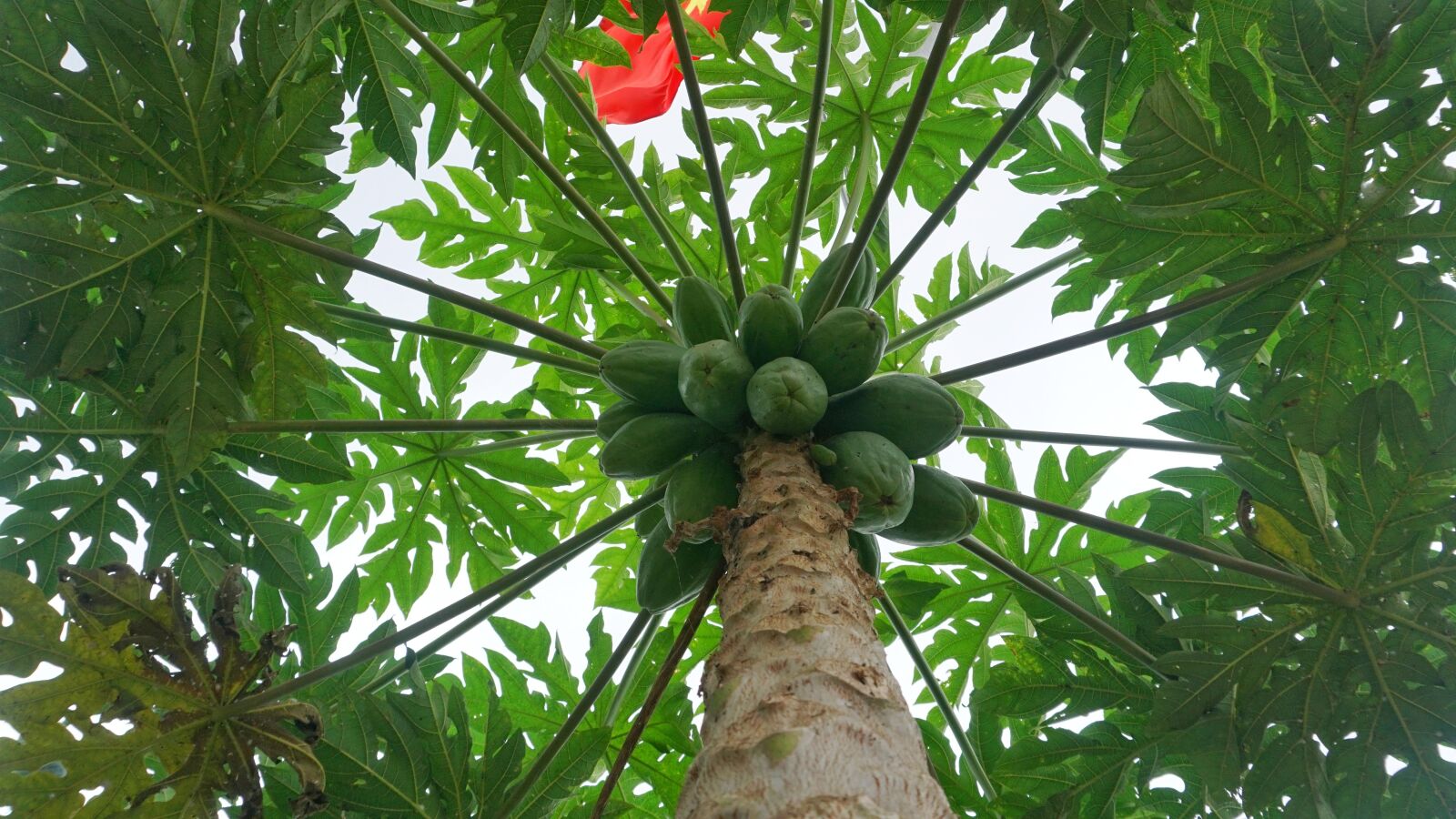 Sony a6300 sample photo. Papaya tree, papaya, papaya photography
