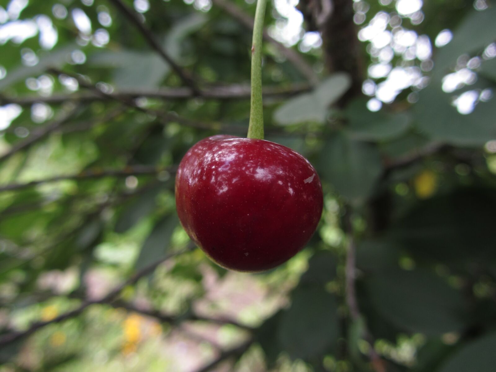 Canon PowerShot SX220 HS sample photo. Cherry, berry, summer photography