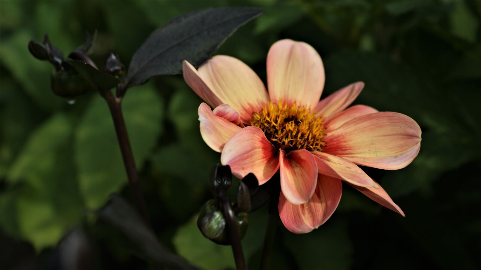 Sony Alpha DSLR-A350 sample photo. Flower, pink, nature photography