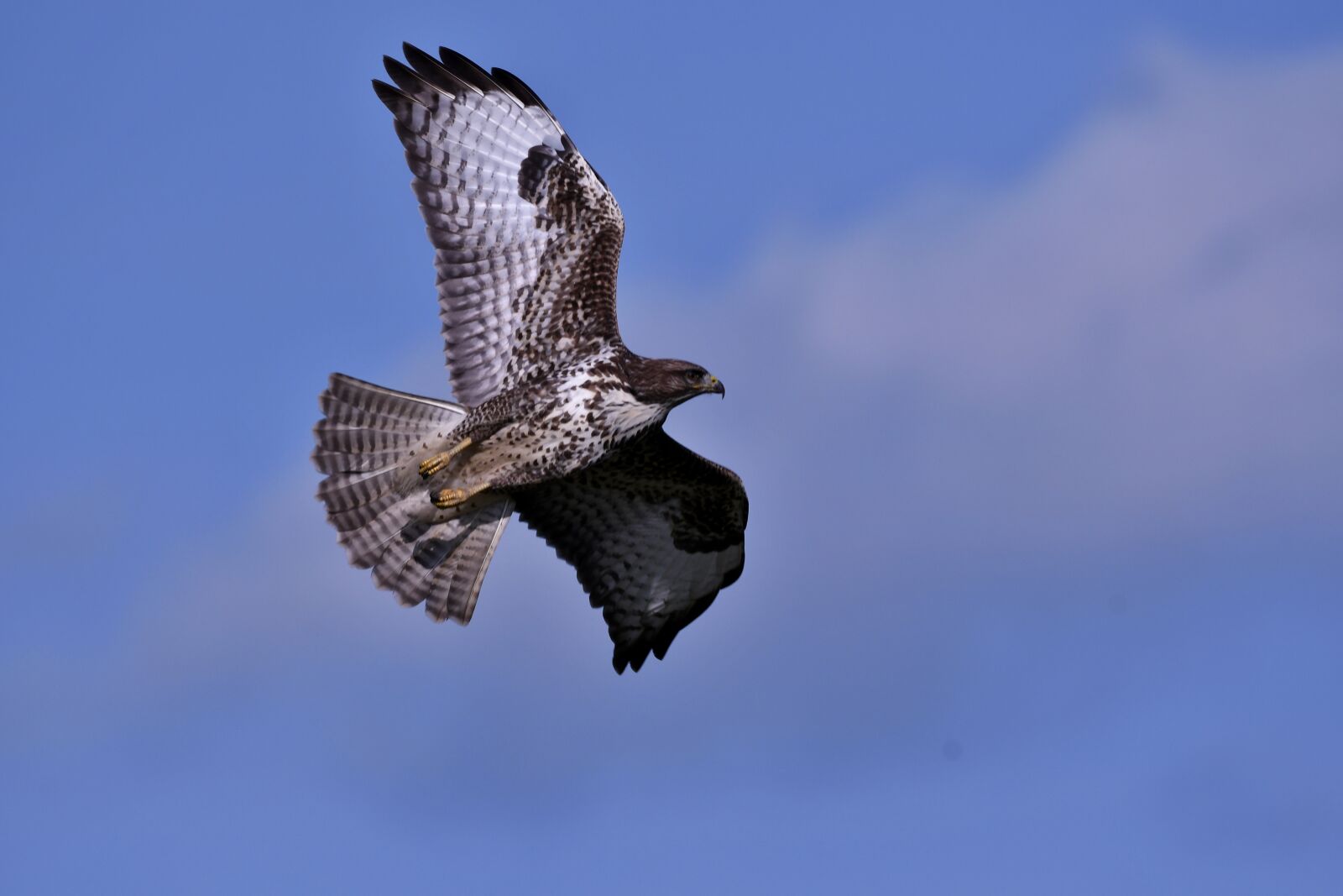 Nikon D500 sample photo. Common buzzard, bird of photography