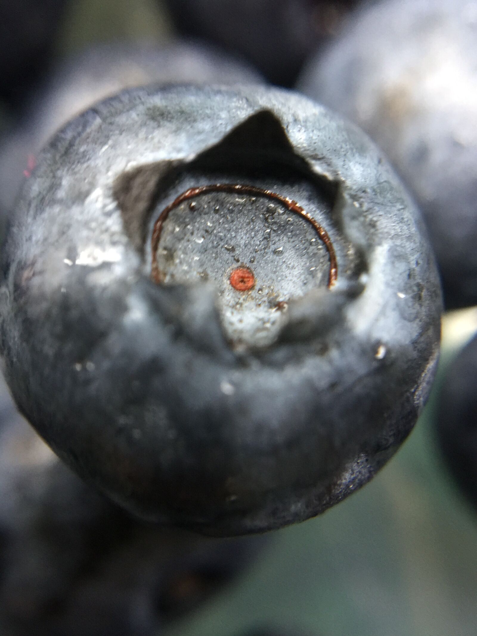 iPhone 6 Plus back camera 4.15mm f/2.2 sample photo. Blue, berry, blueberries photography