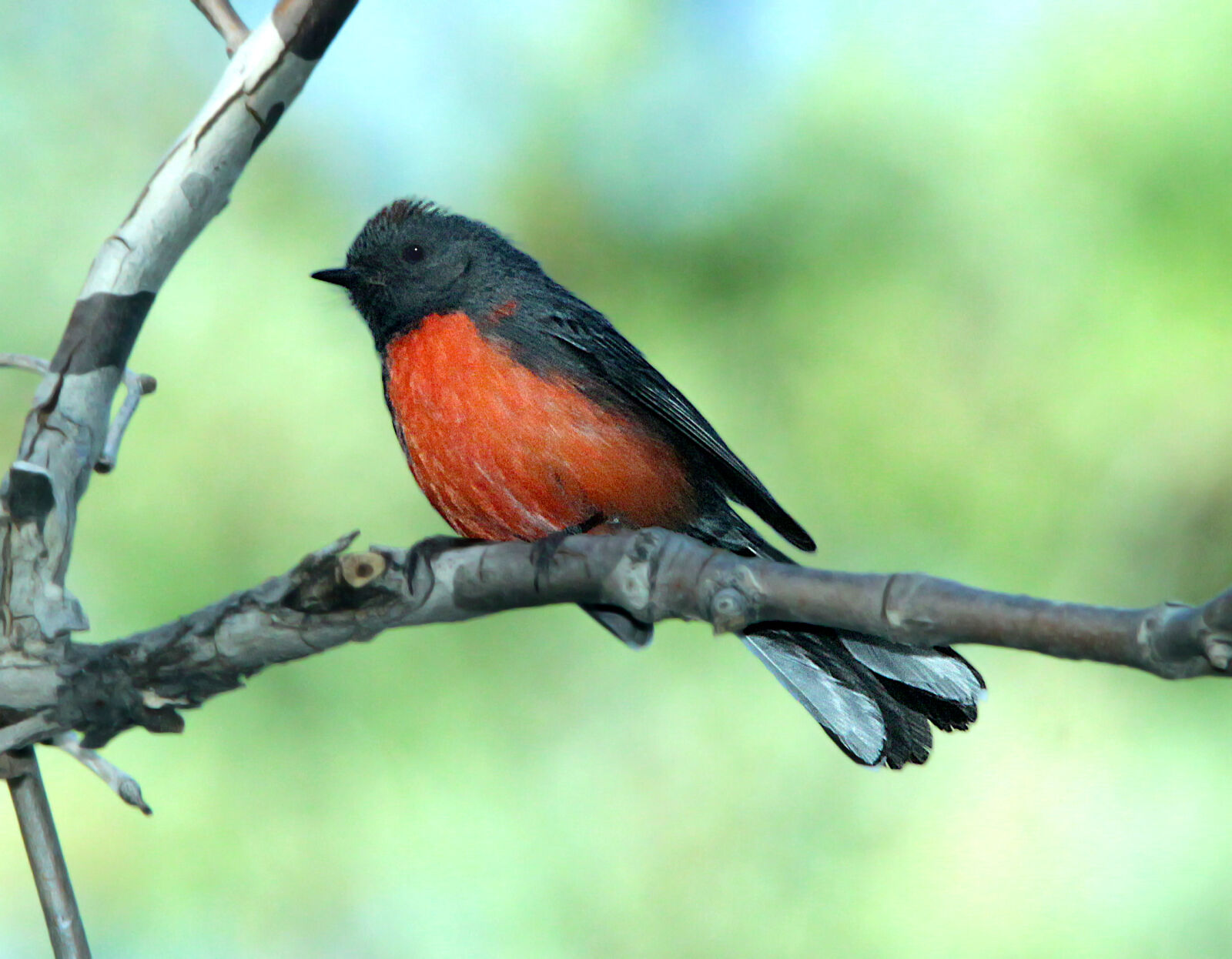 Canon EF 300mm F4L IS USM sample photo