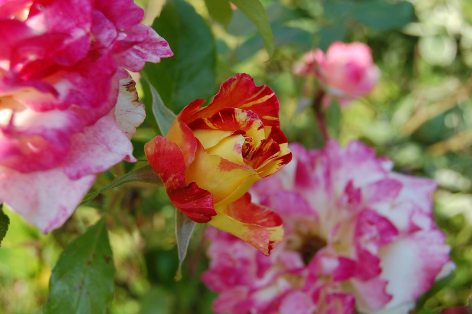 Nikon D40 sample photo. Roses, rosebush, camille pissarro photography