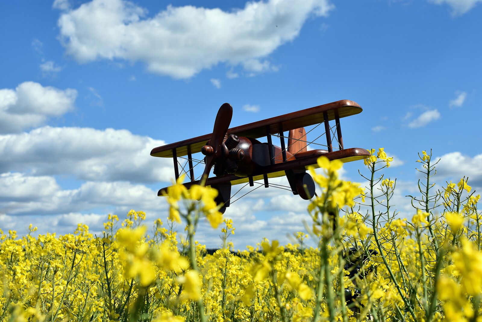 Nikon D3400 sample photo. Rapeseed, field, yellow photography