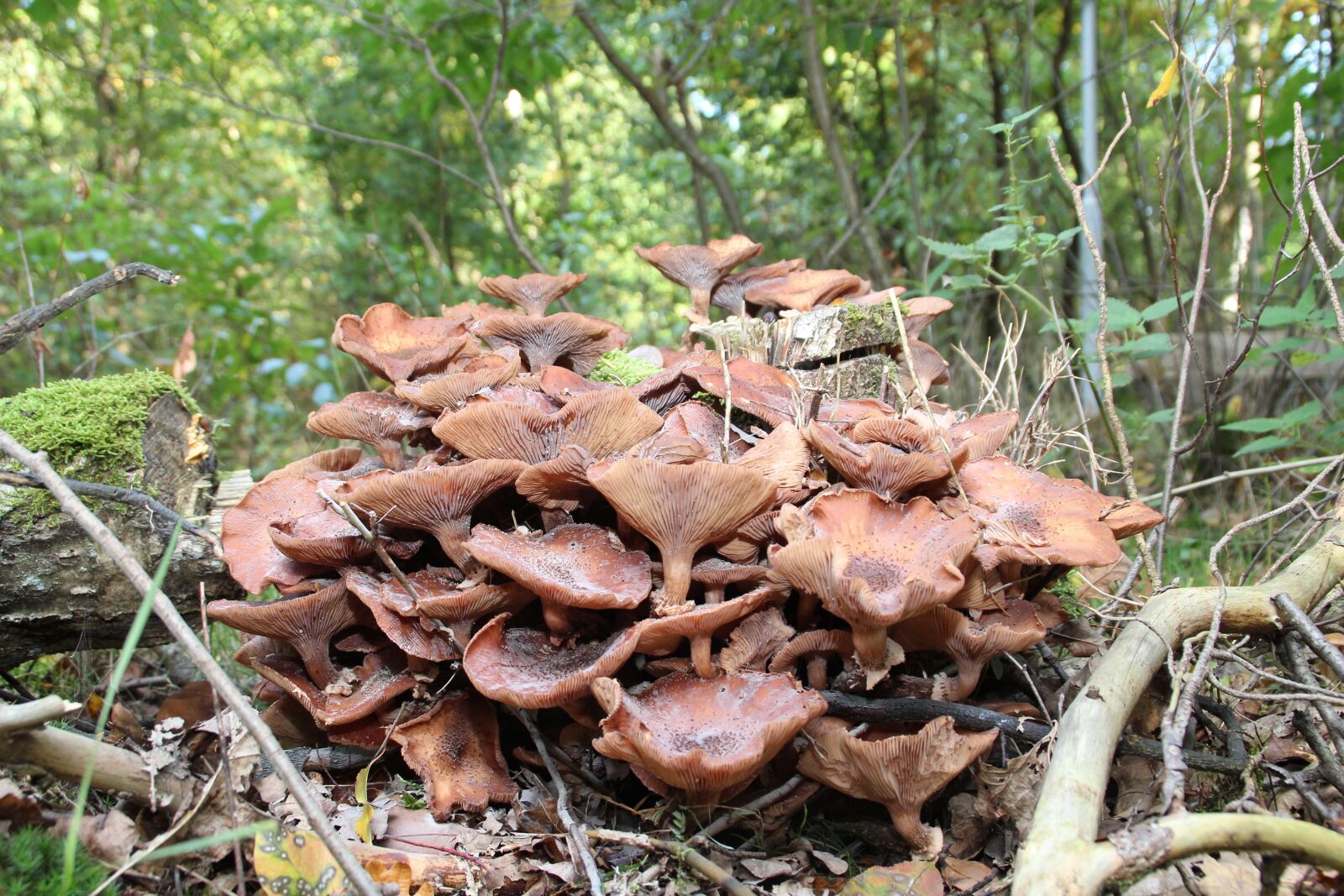 Canon EOS 650D (EOS Rebel T4i / EOS Kiss X6i) sample photo. Mushroom, utrecht, autumn photography