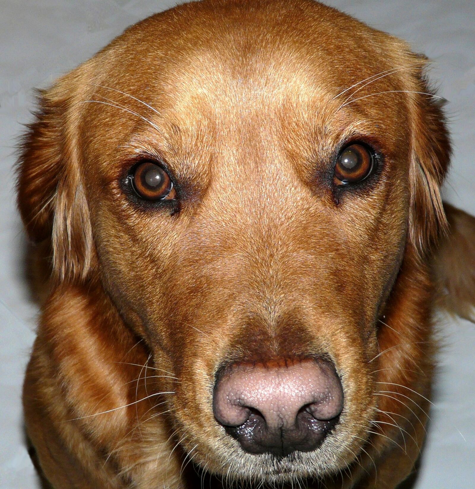 Panasonic DMC-FZ18 sample photo. Dog, golden retriever, head photography