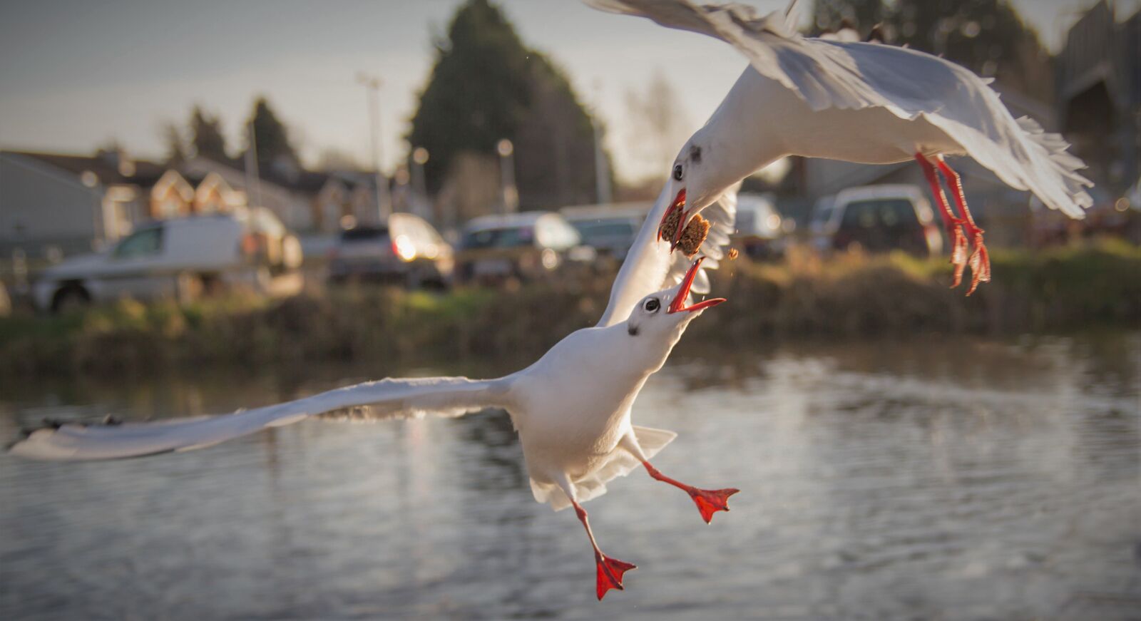 Canon EOS 60D sample photo. Birds, gulls, lake photography