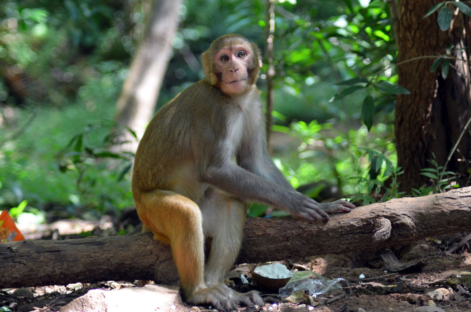 Nikon D5100 sample photo. Monkey, animal, zoo photography