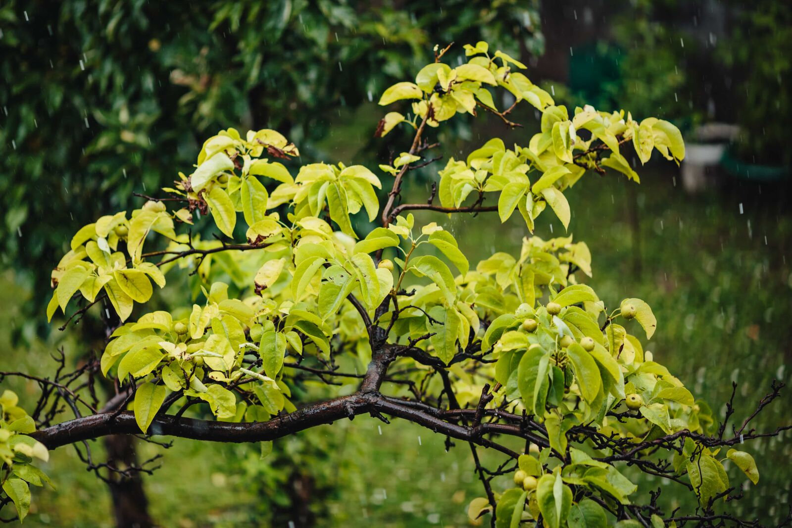 Canon EF 135mm F2L USM sample photo. Bad weather, orchard, pears photography
