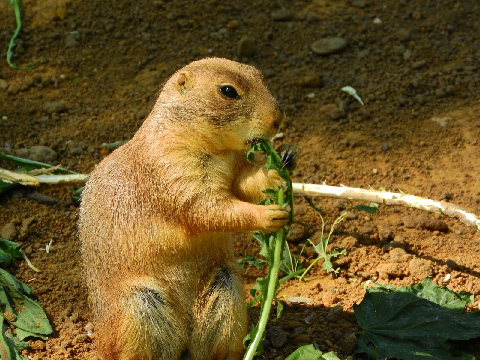Nikon Coolpix P610 sample photo. Black-tailed prairie dog, cynomys photography