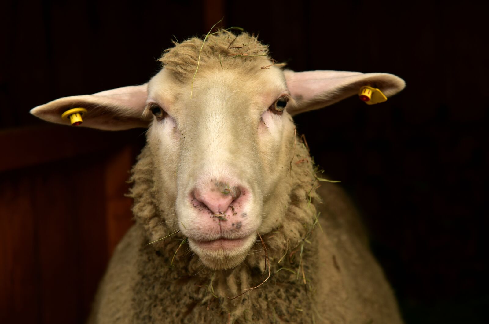 Nikon D750 sample photo. Sheep, frontal, portrait photography
