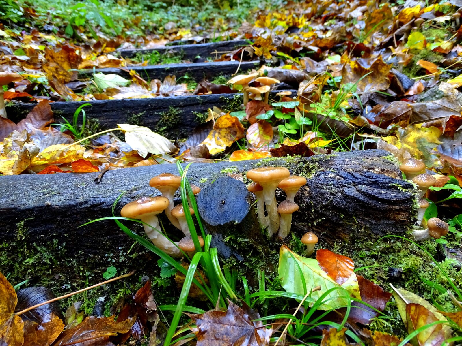 Sony Cyber-shot DSC-HX400V sample photo. Armillaria mellea, mushrooms, mushroom photography