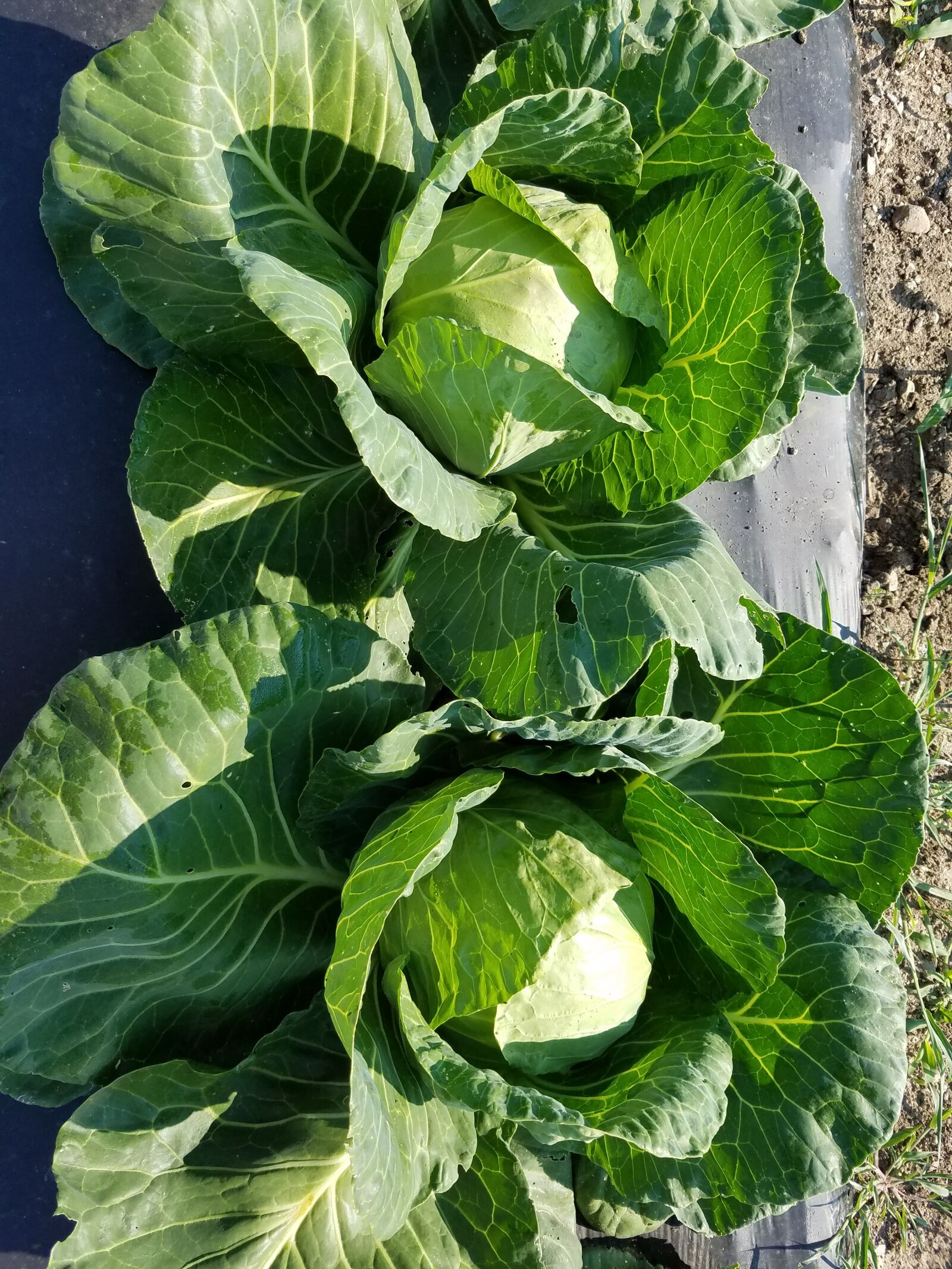 Samsung Galaxy S7 sample photo. Cabbage, green, organic photography