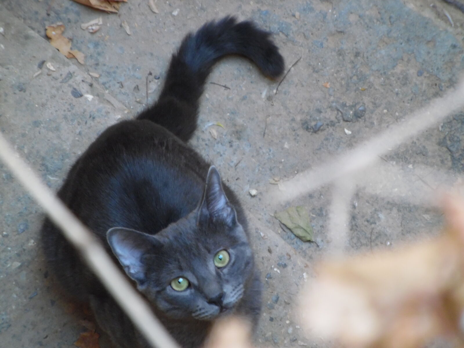 Samsung WB1100F/WB1101F/WB1102F sample photo