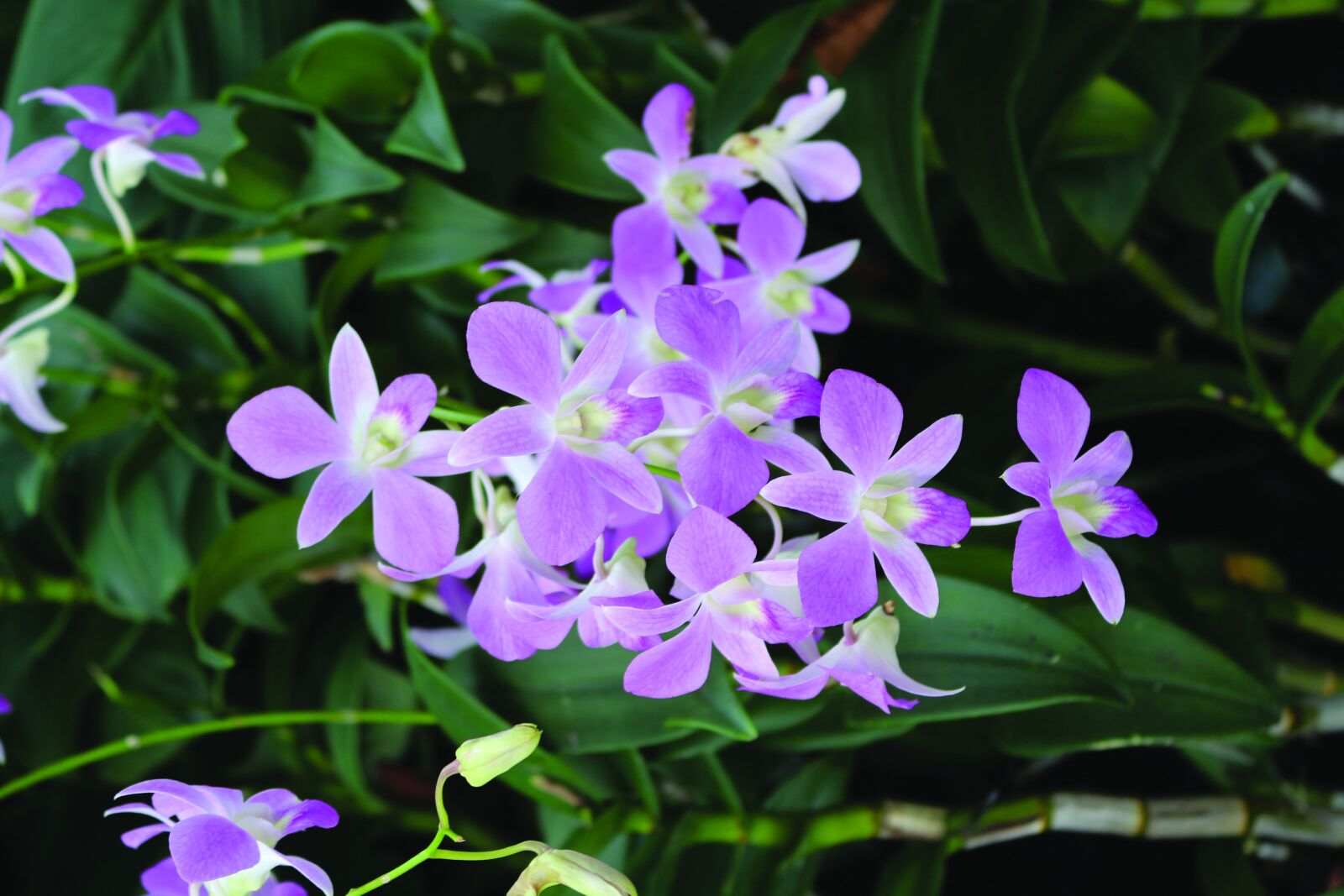 Canon EOS 700D (EOS Rebel T5i / EOS Kiss X7i) sample photo. Flowers, garden, spring photography