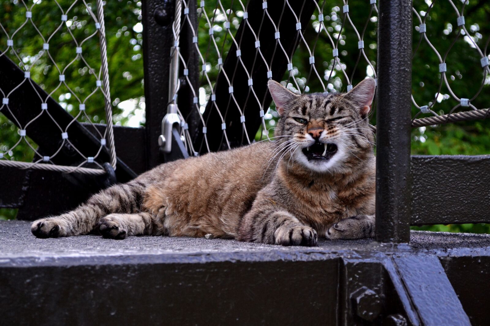Nikon D3100 sample photo. Cat, fur, purr photography