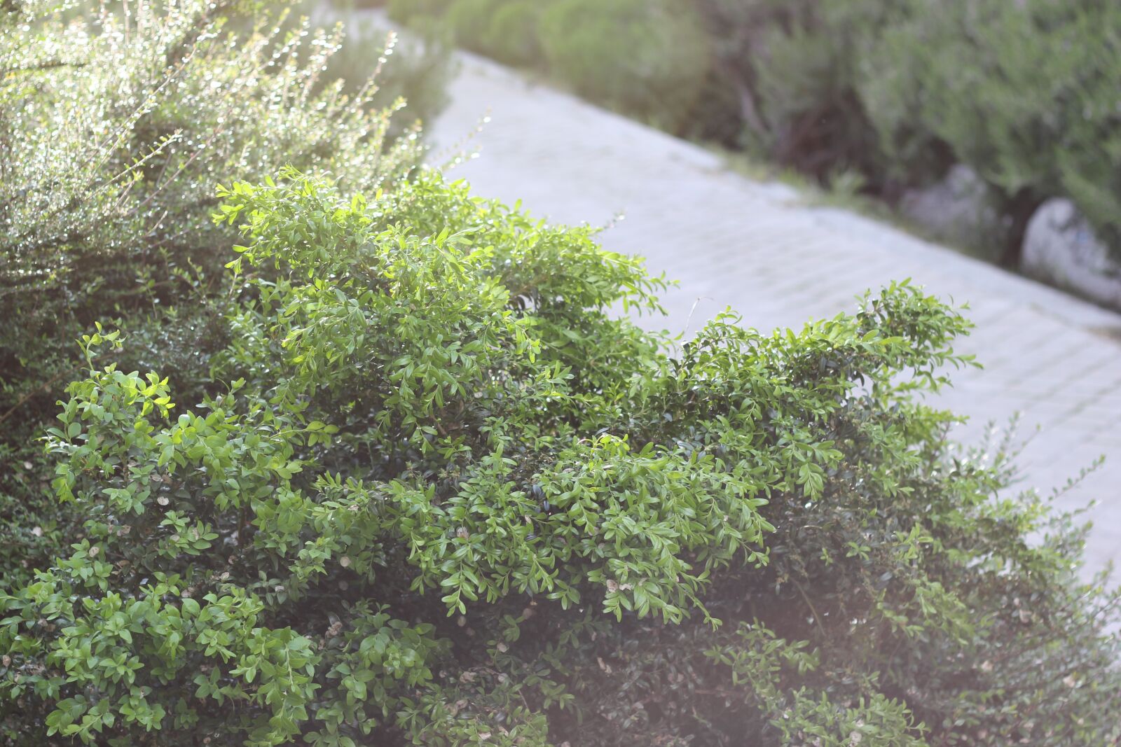 Canon EOS 550D (EOS Rebel T2i / EOS Kiss X4) sample photo. Shrub, vegetation, green photography