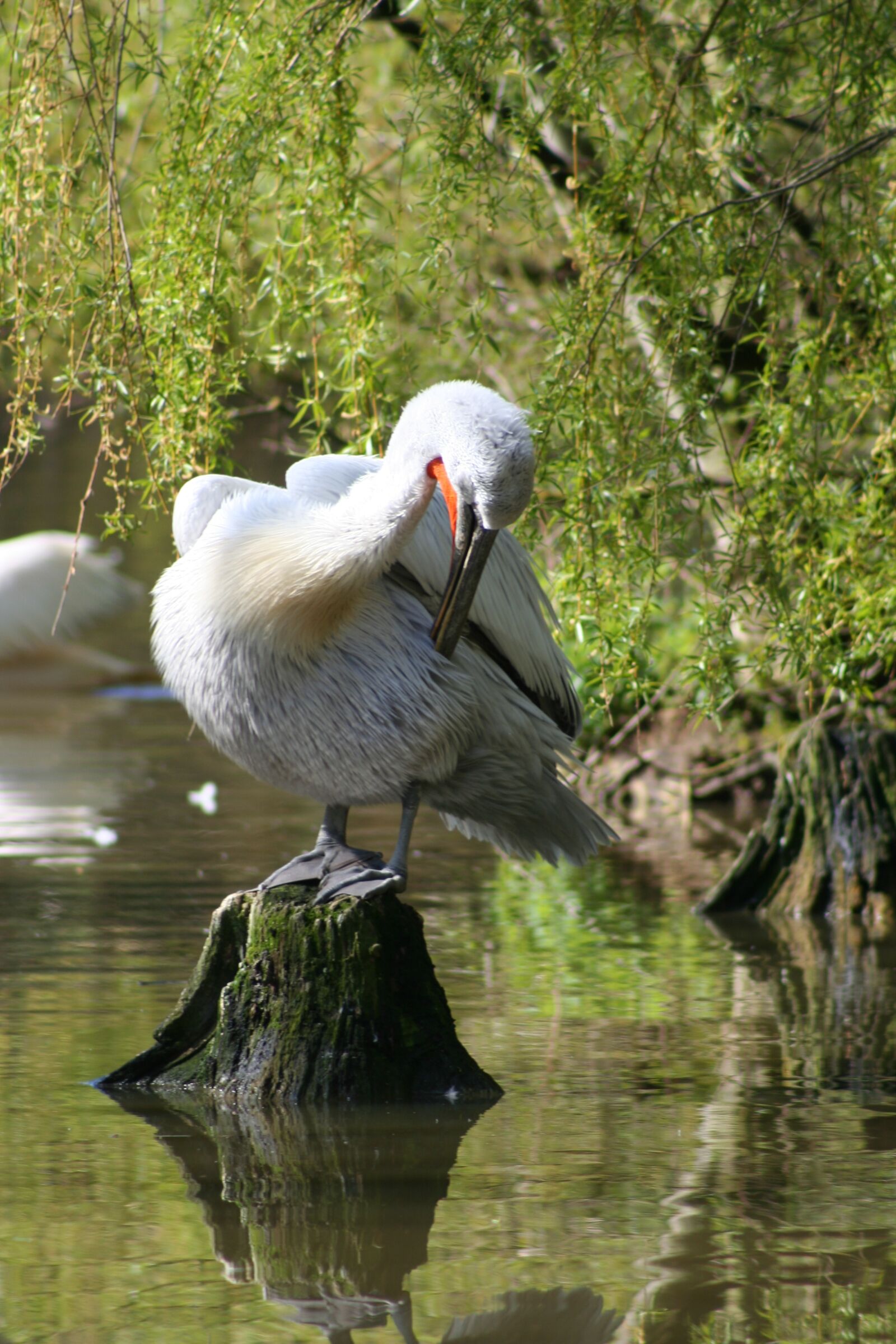 Canon EOS 350D (EOS Digital Rebel XT / EOS Kiss Digital N) sample photo. Pelikan, bird, animal portrait photography