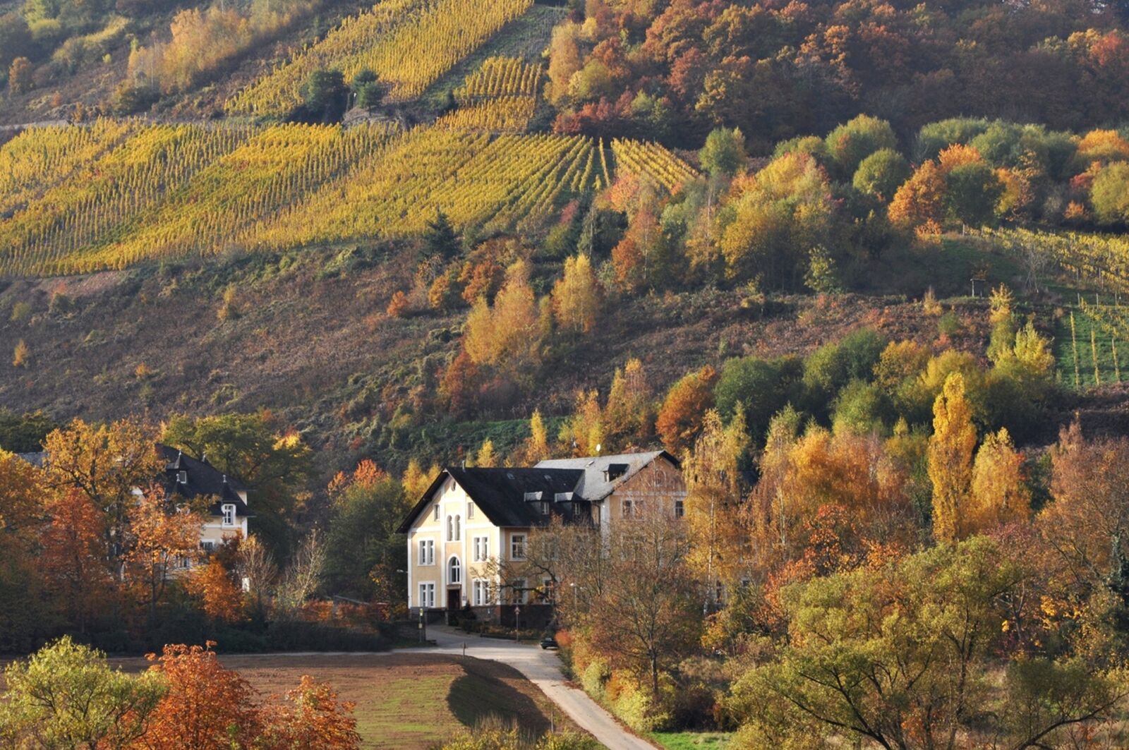 Nikon D90 sample photo. Autumn, mosel, vineyards photography